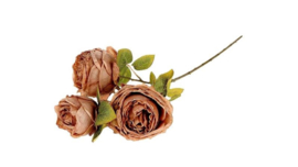 Rozen tak