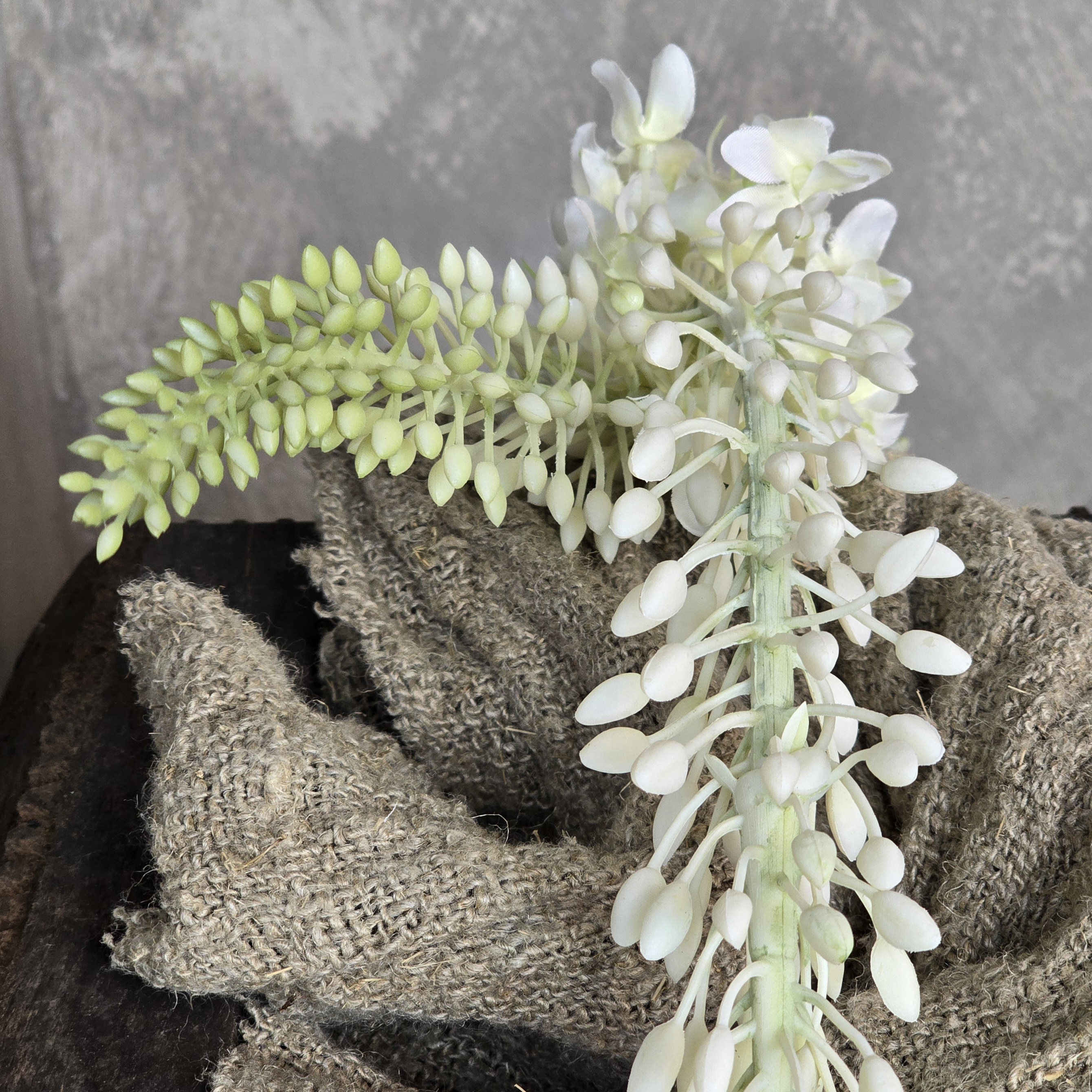 Eremurus Wit