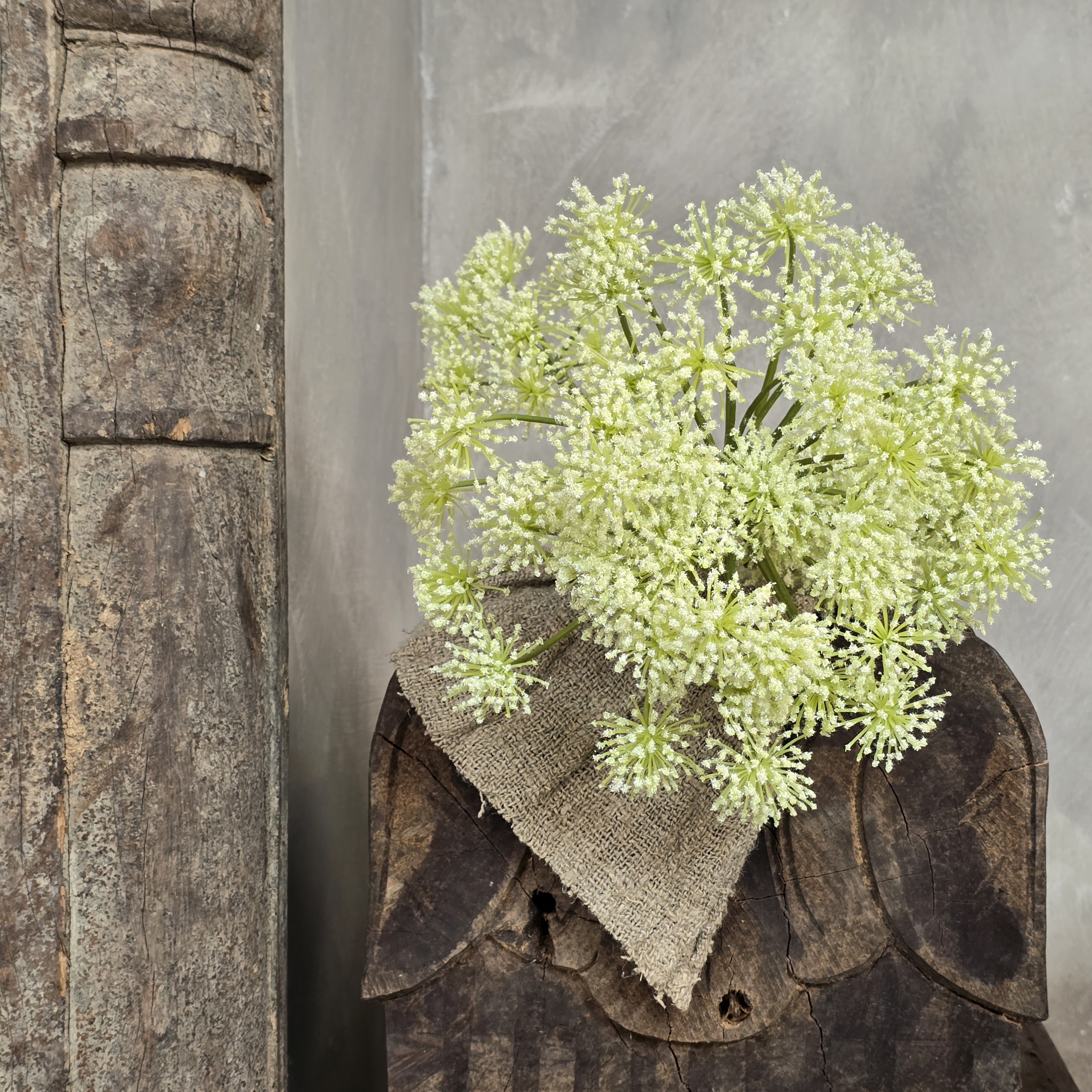 Heracleum