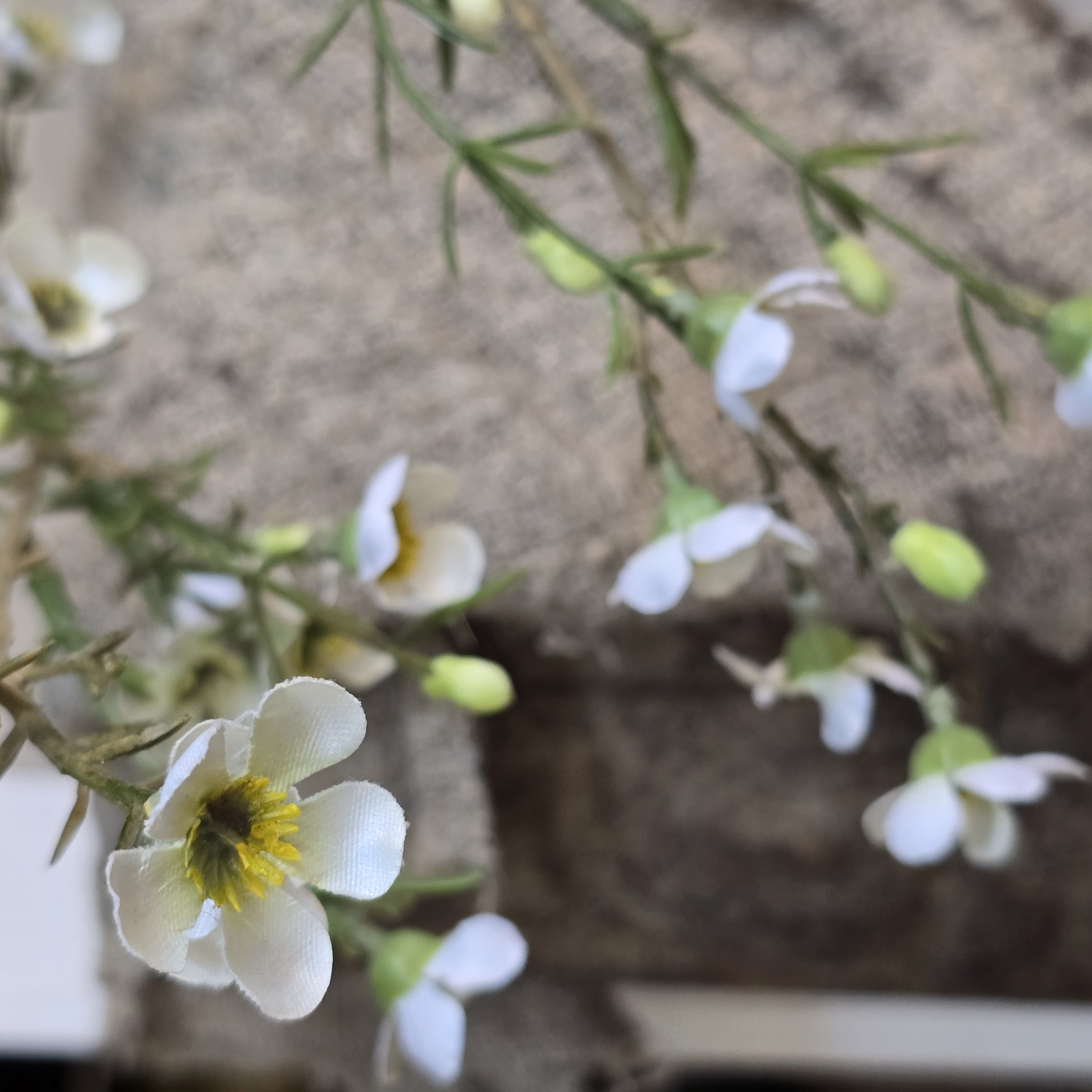 WaxFlower wit