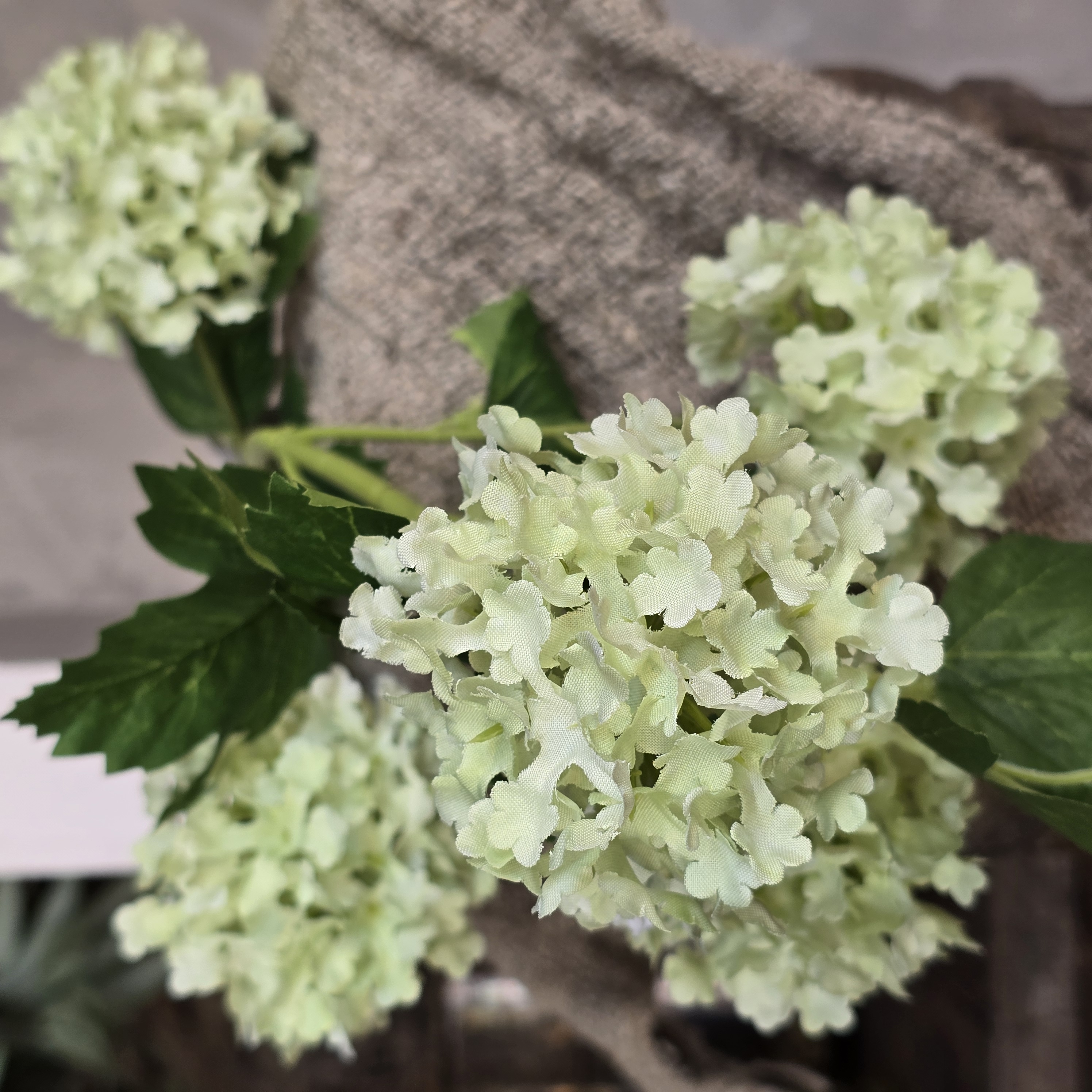 Viburnum light green