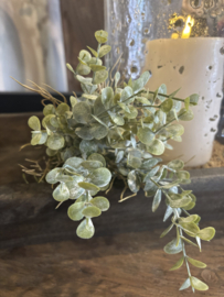 groentoef eucalyptus