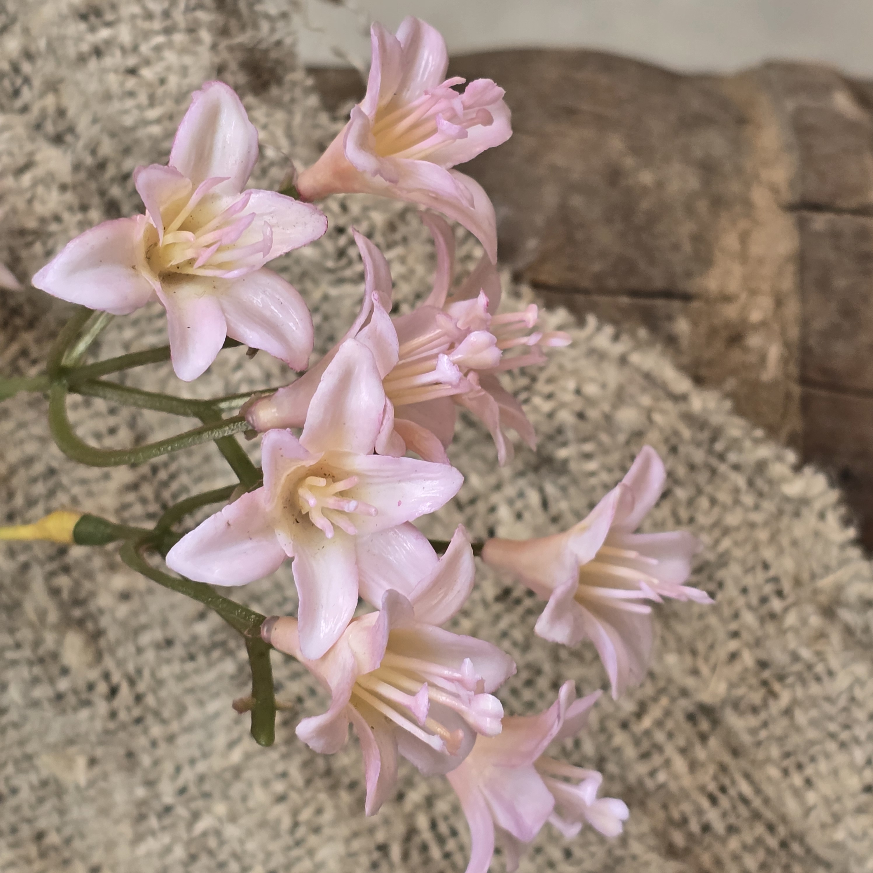 Bundeltje van 4 Campanula