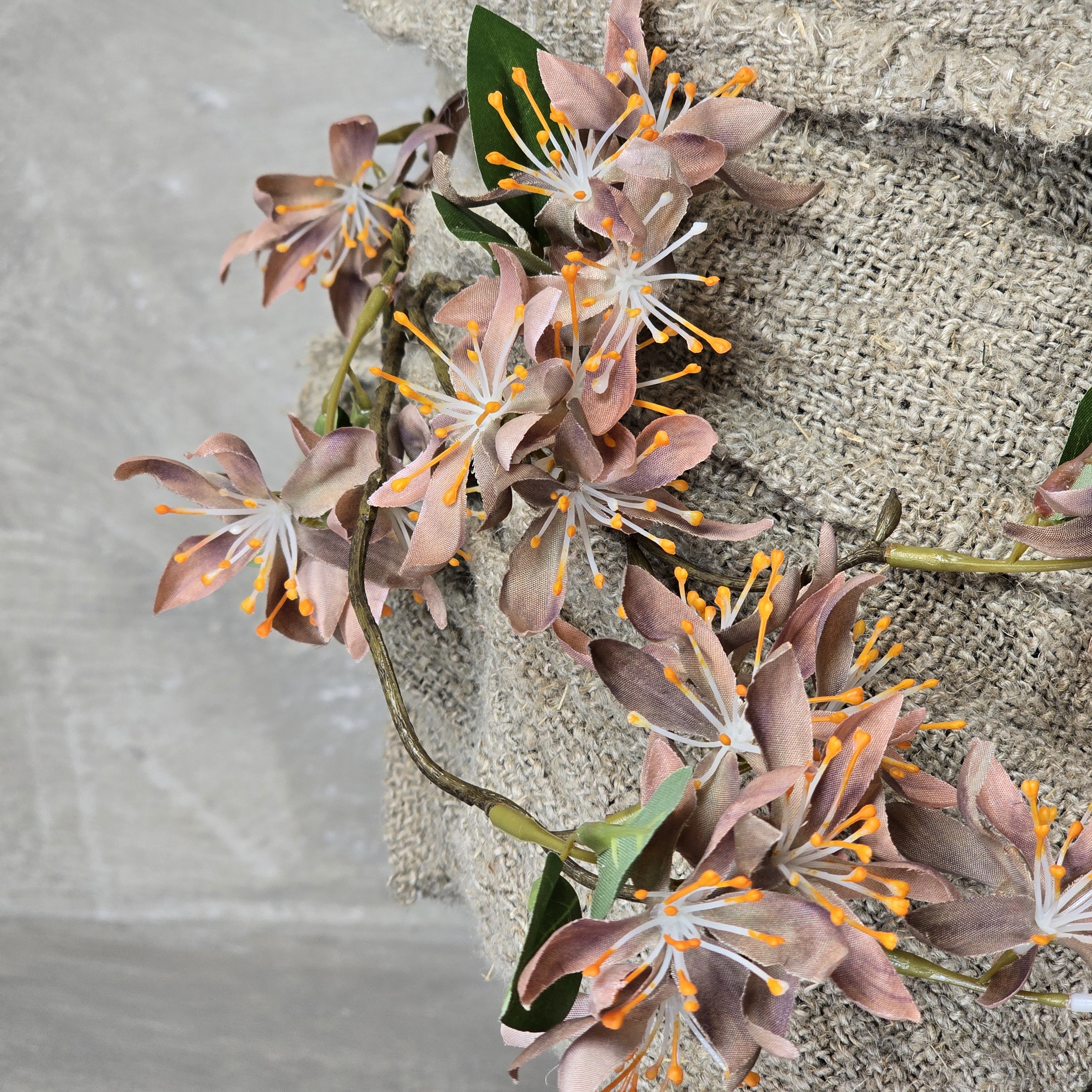 Clematis