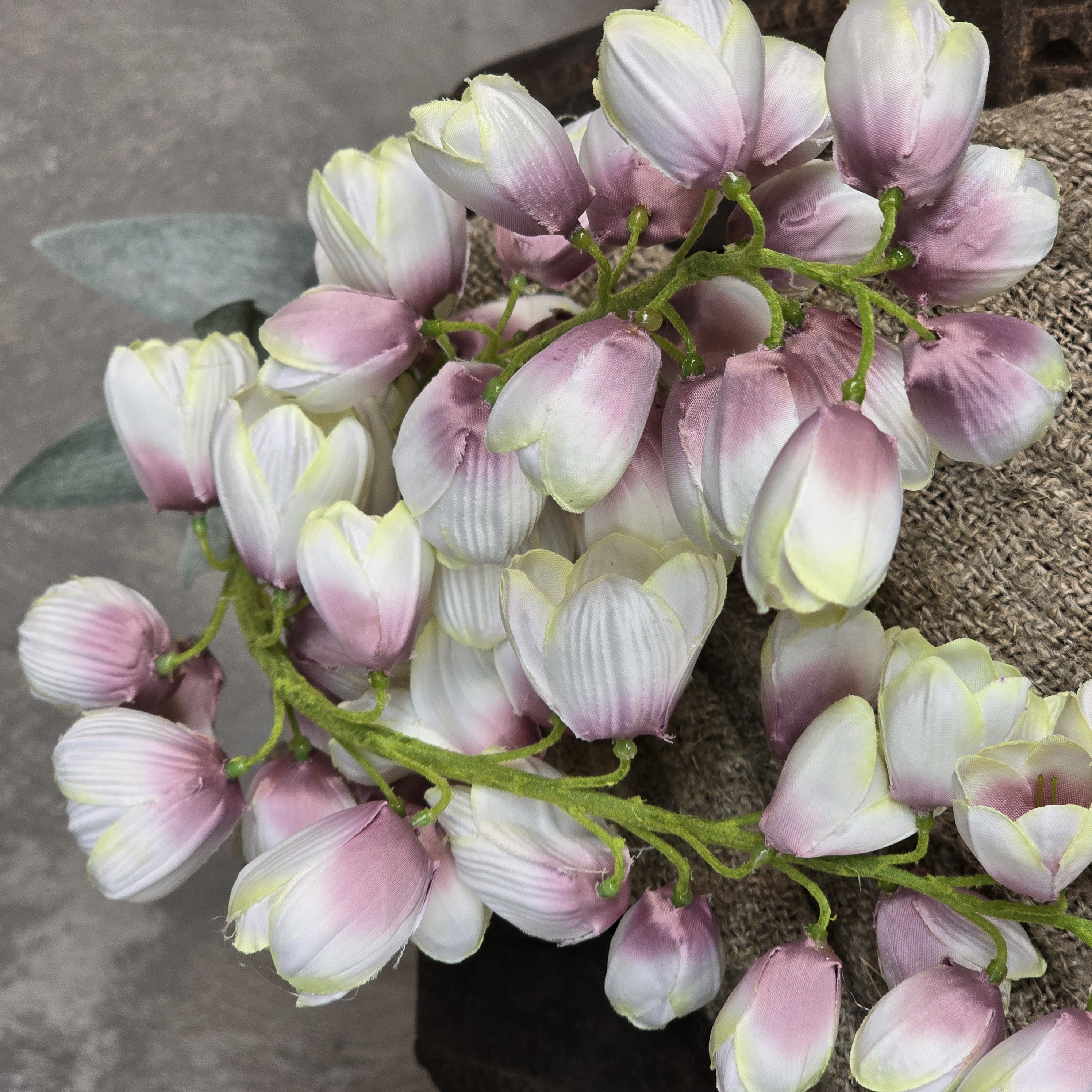 Fritillaria