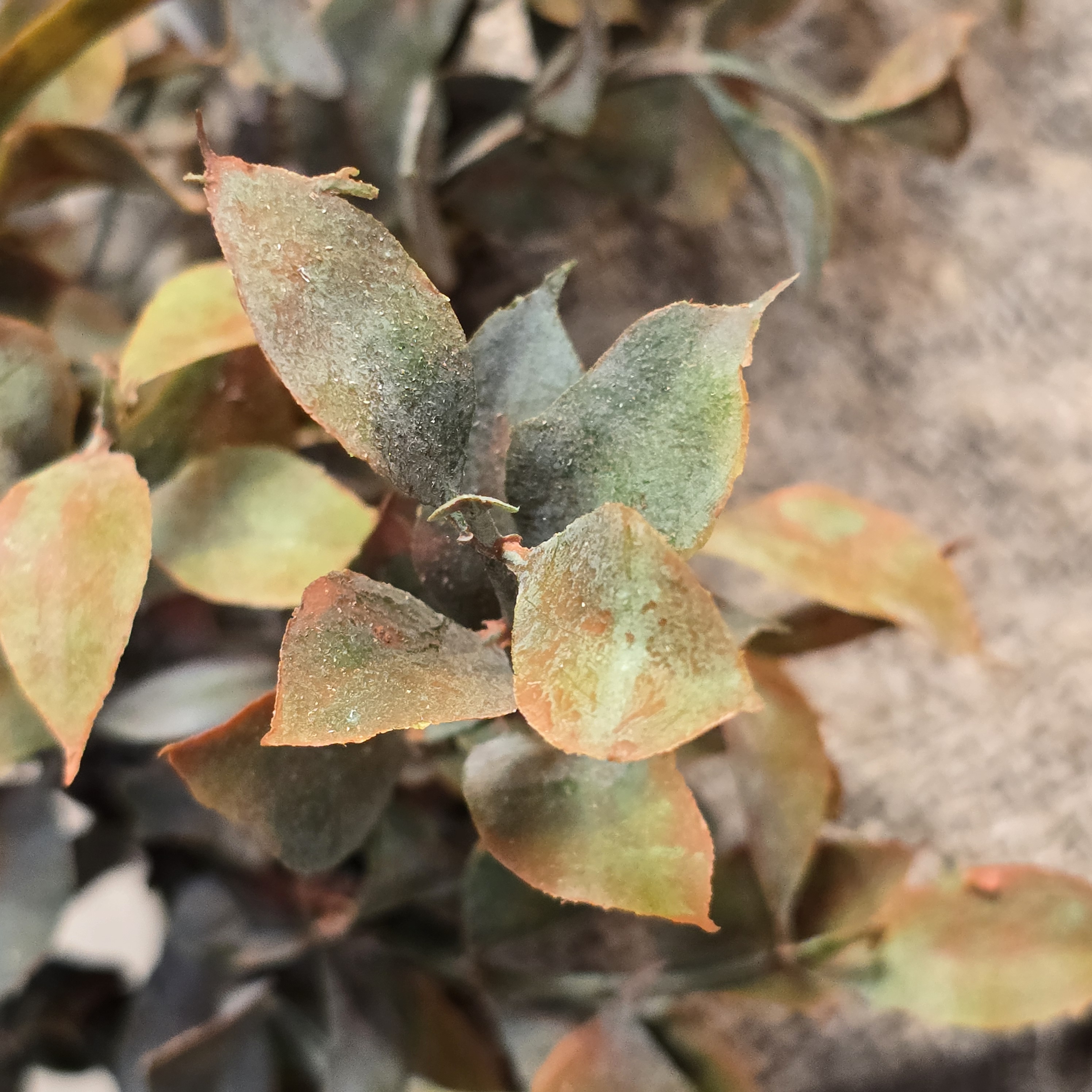 Saussurea lappa