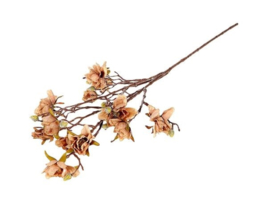 Magnolia tak