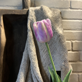 Tulp