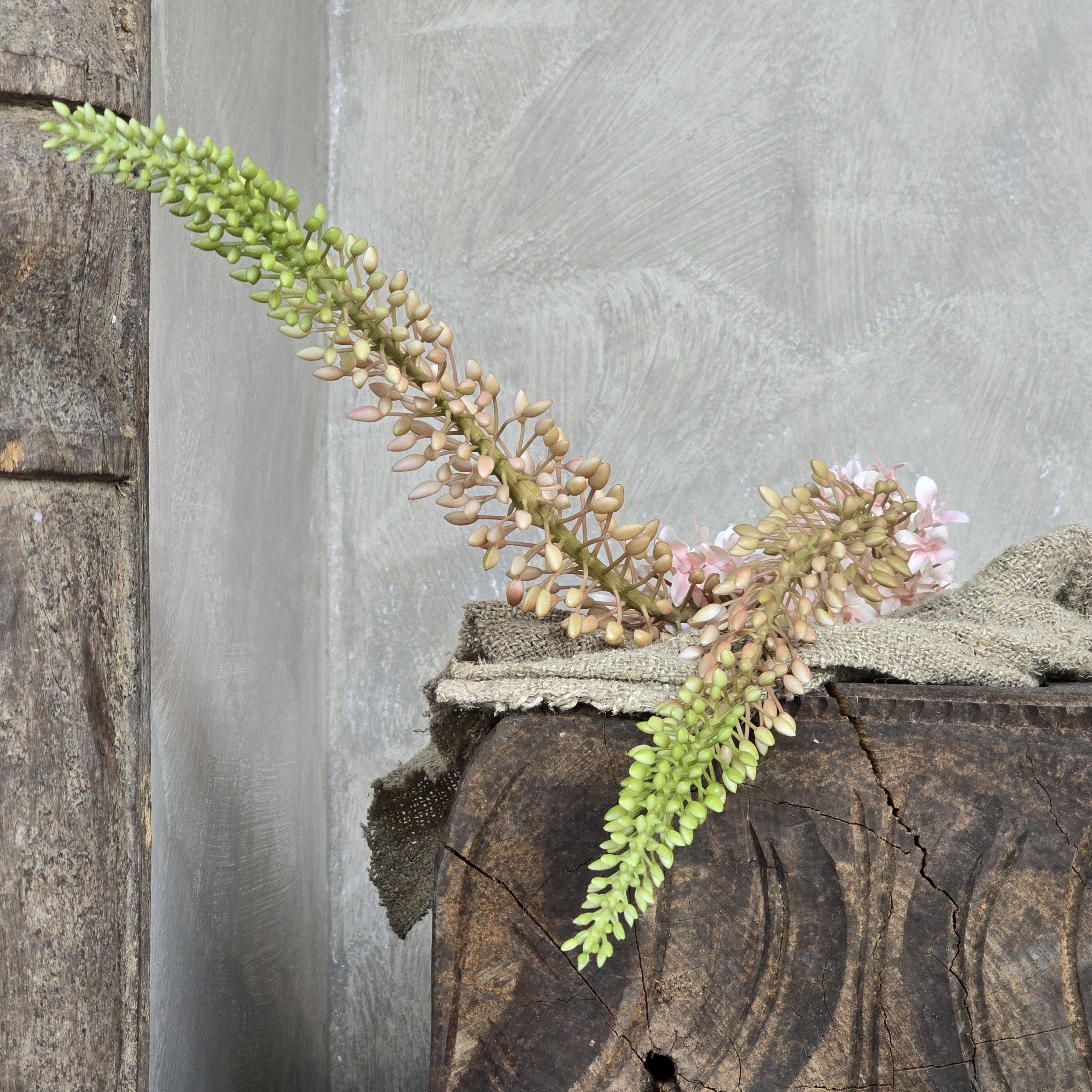 Eremurus Roze