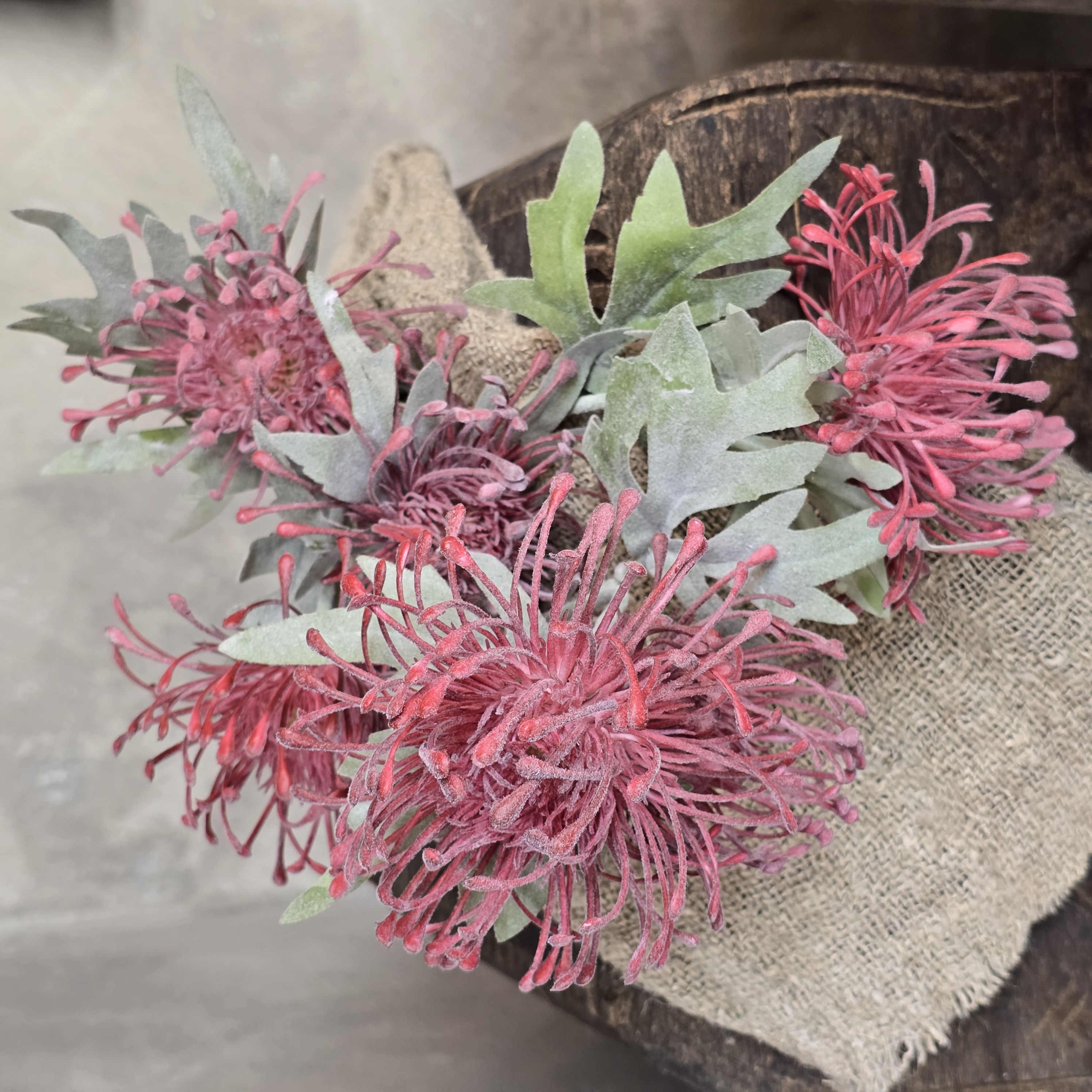 Chrysanthemum dark pink