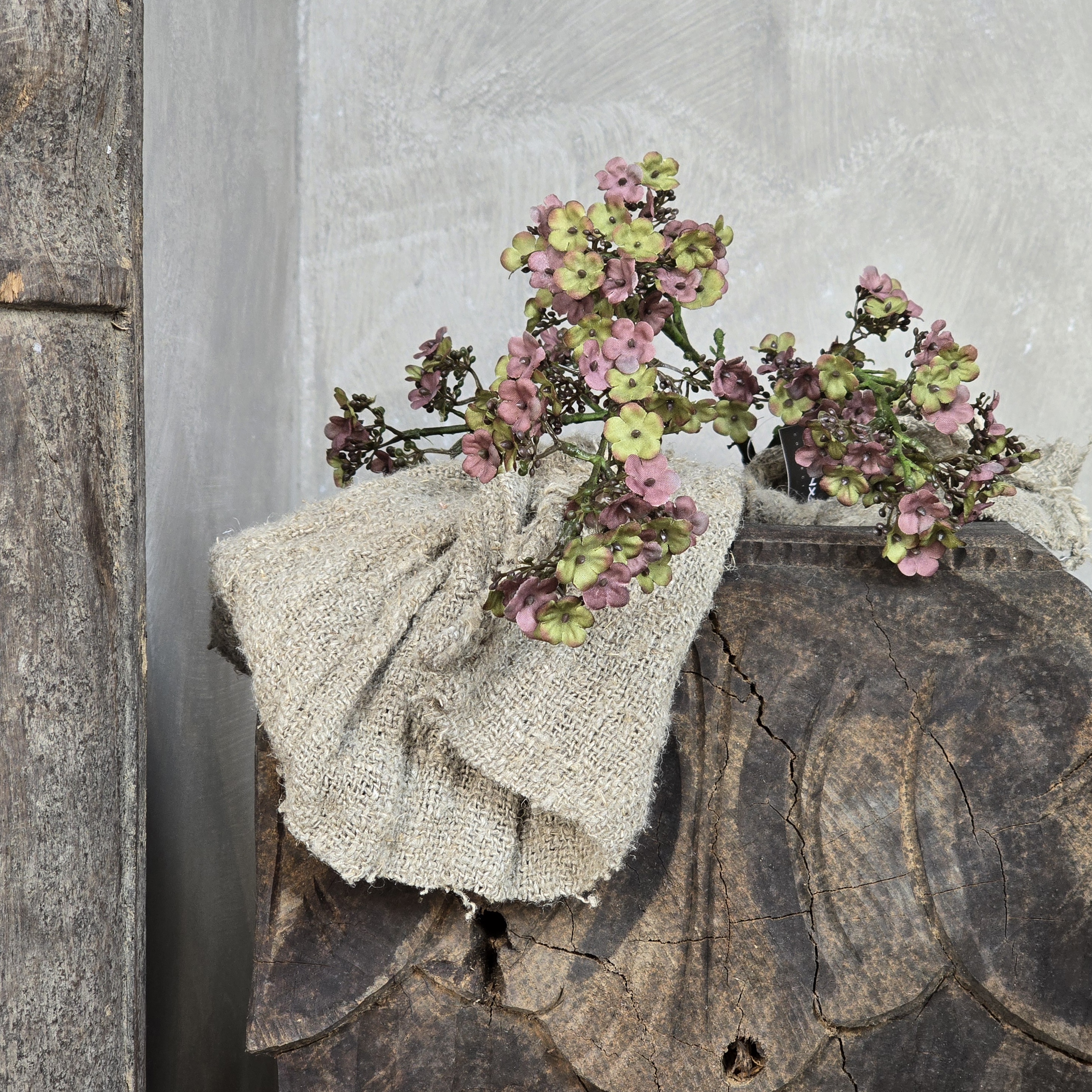 Potentilla Pink