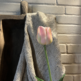 Tulp