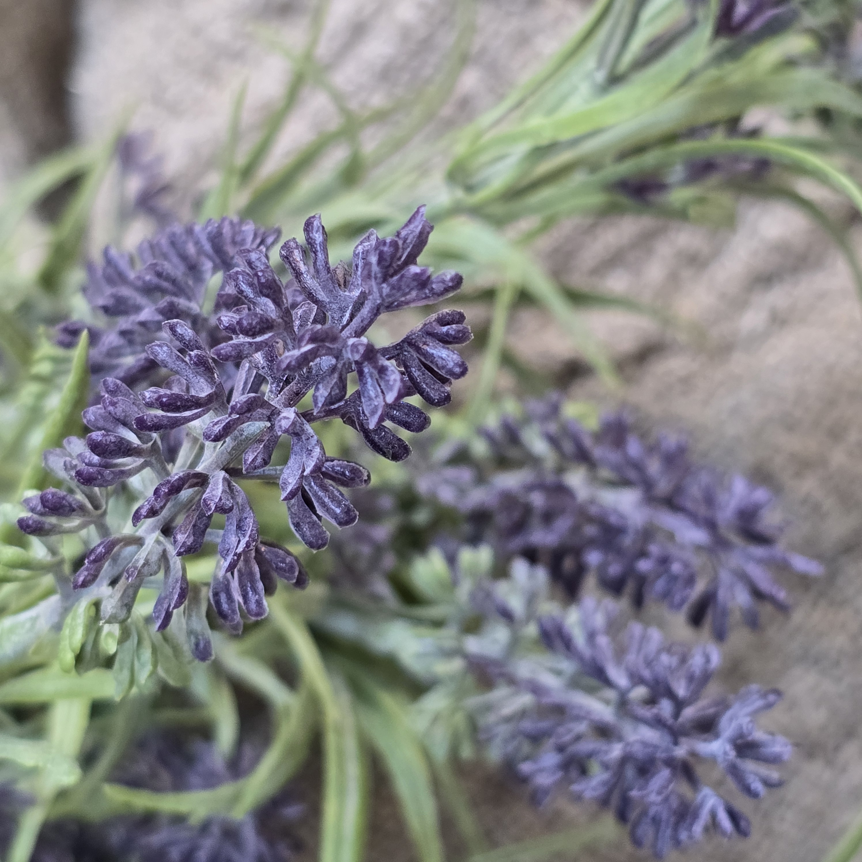 Bosje lavendel
