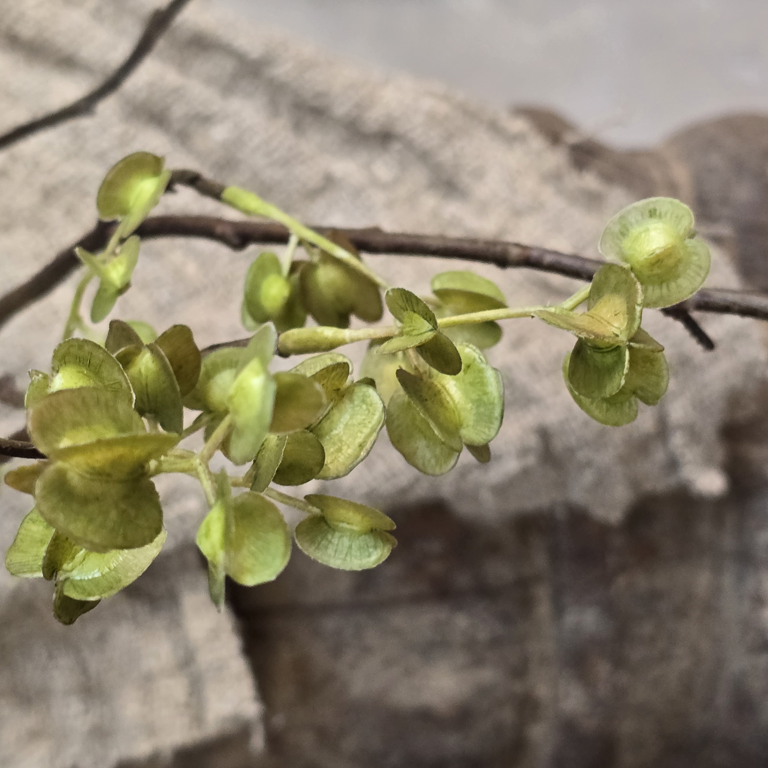 Elm seed spray tak