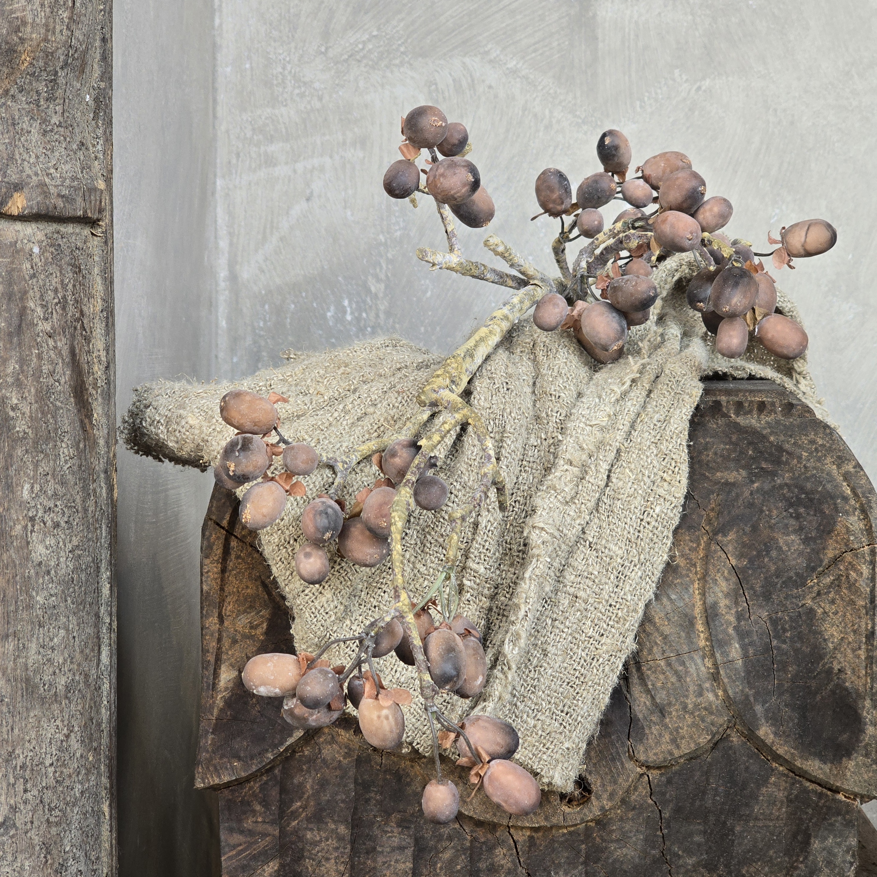 Alnus Grande Brown