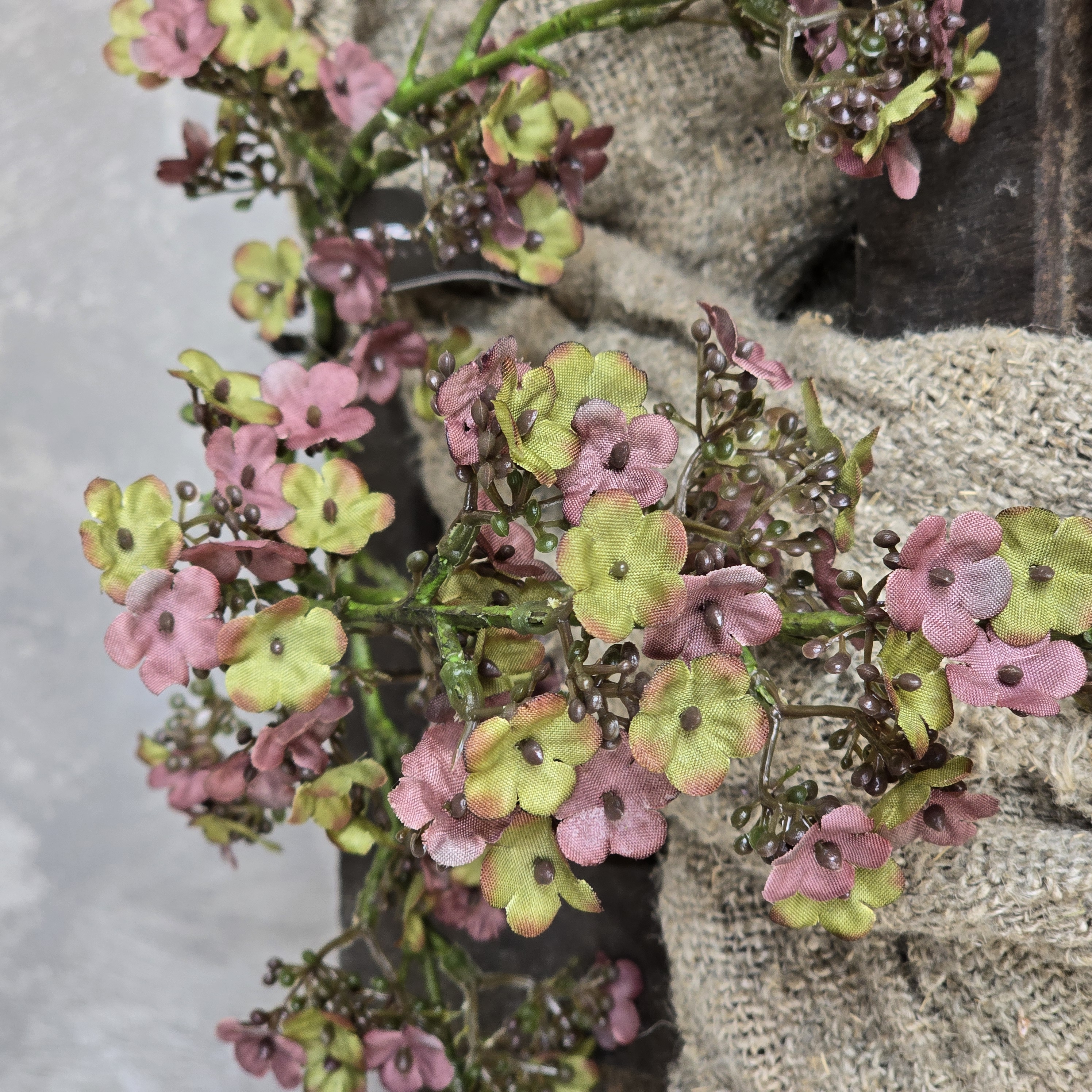 Potentilla Pink