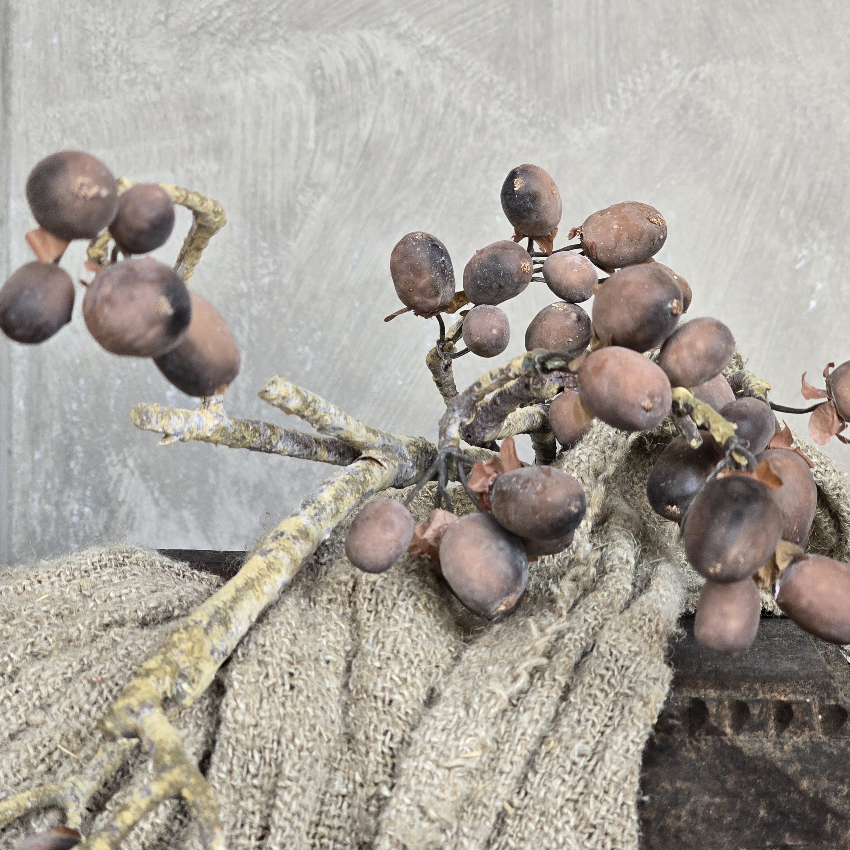 Alnus Grande Brown