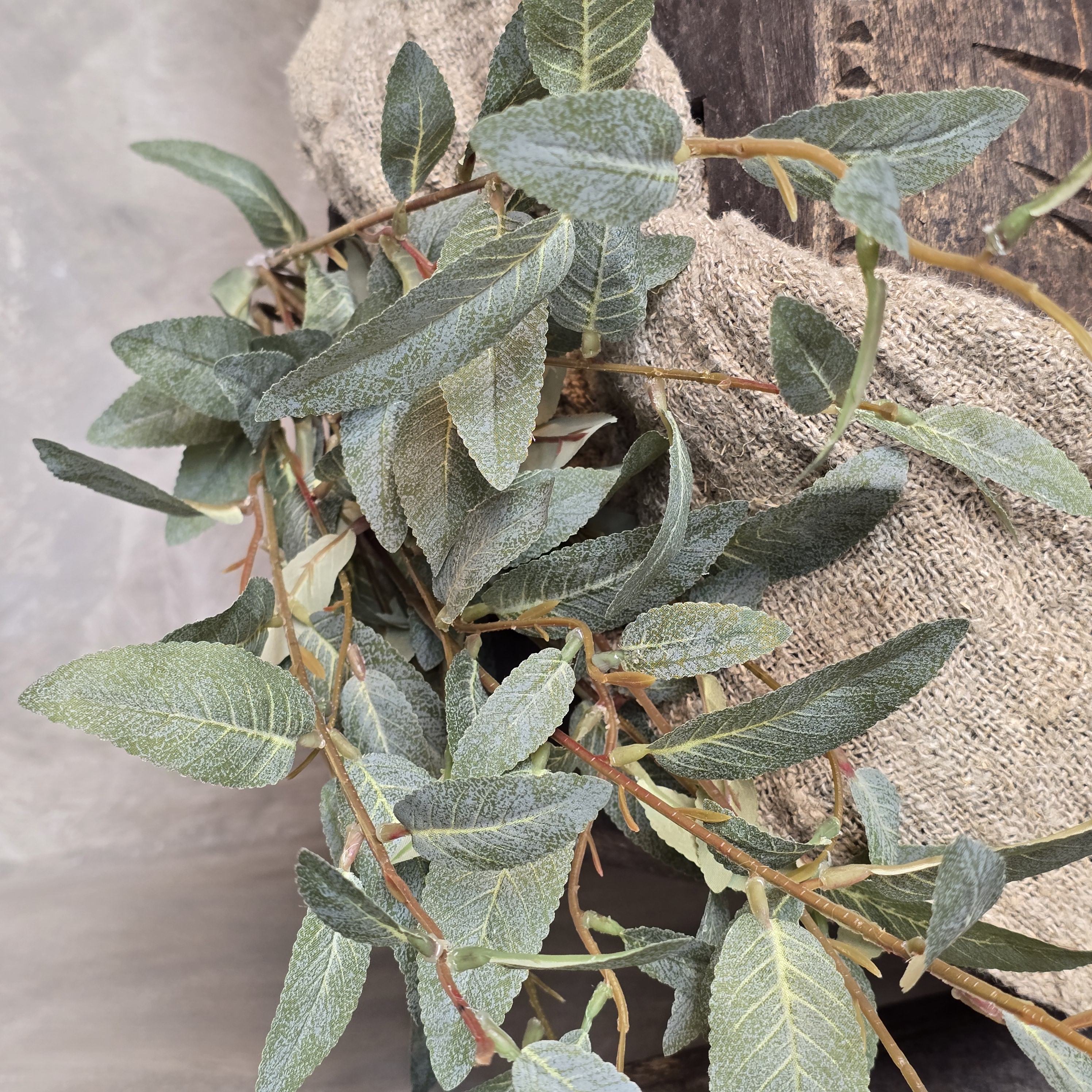 Salix tak groen