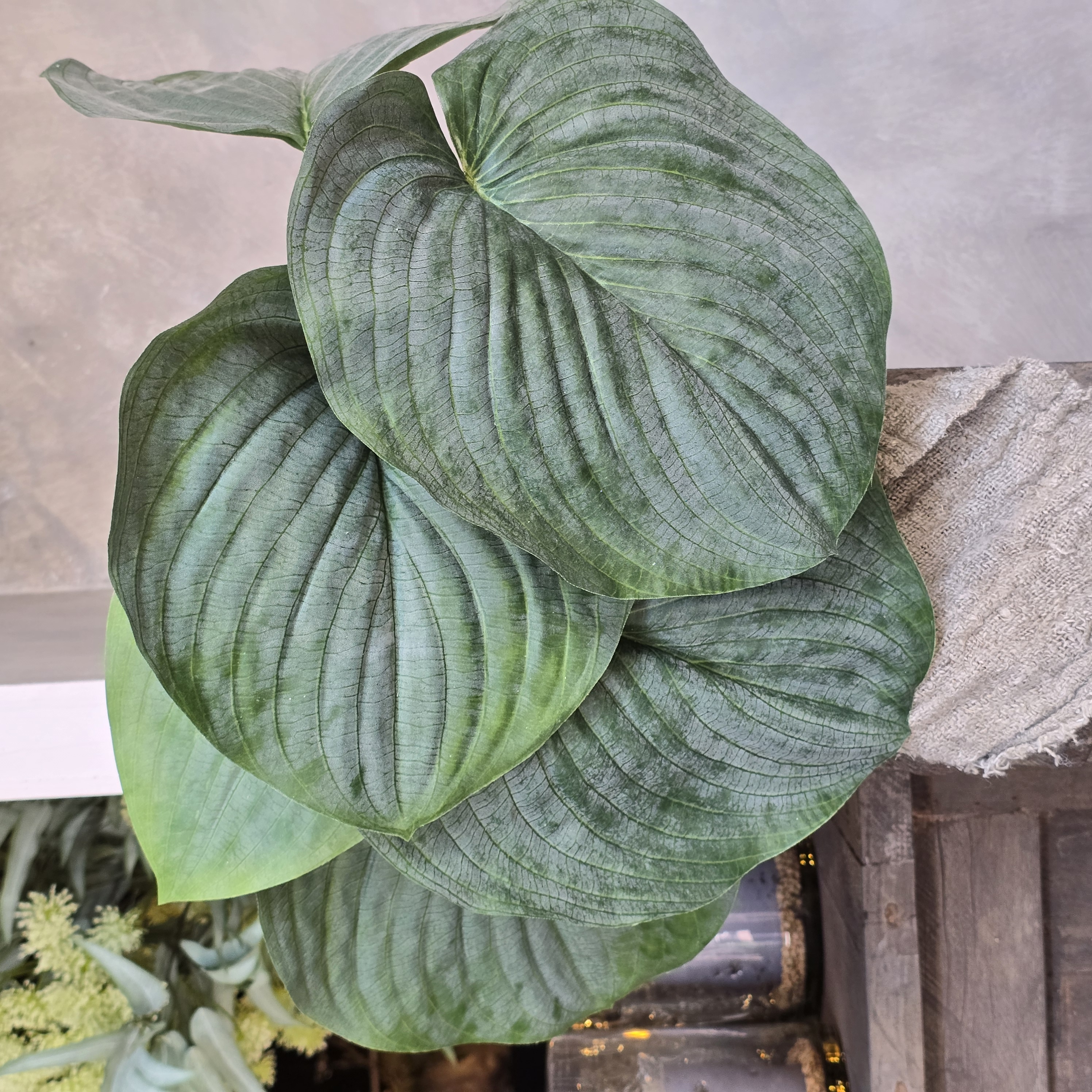 Hosta