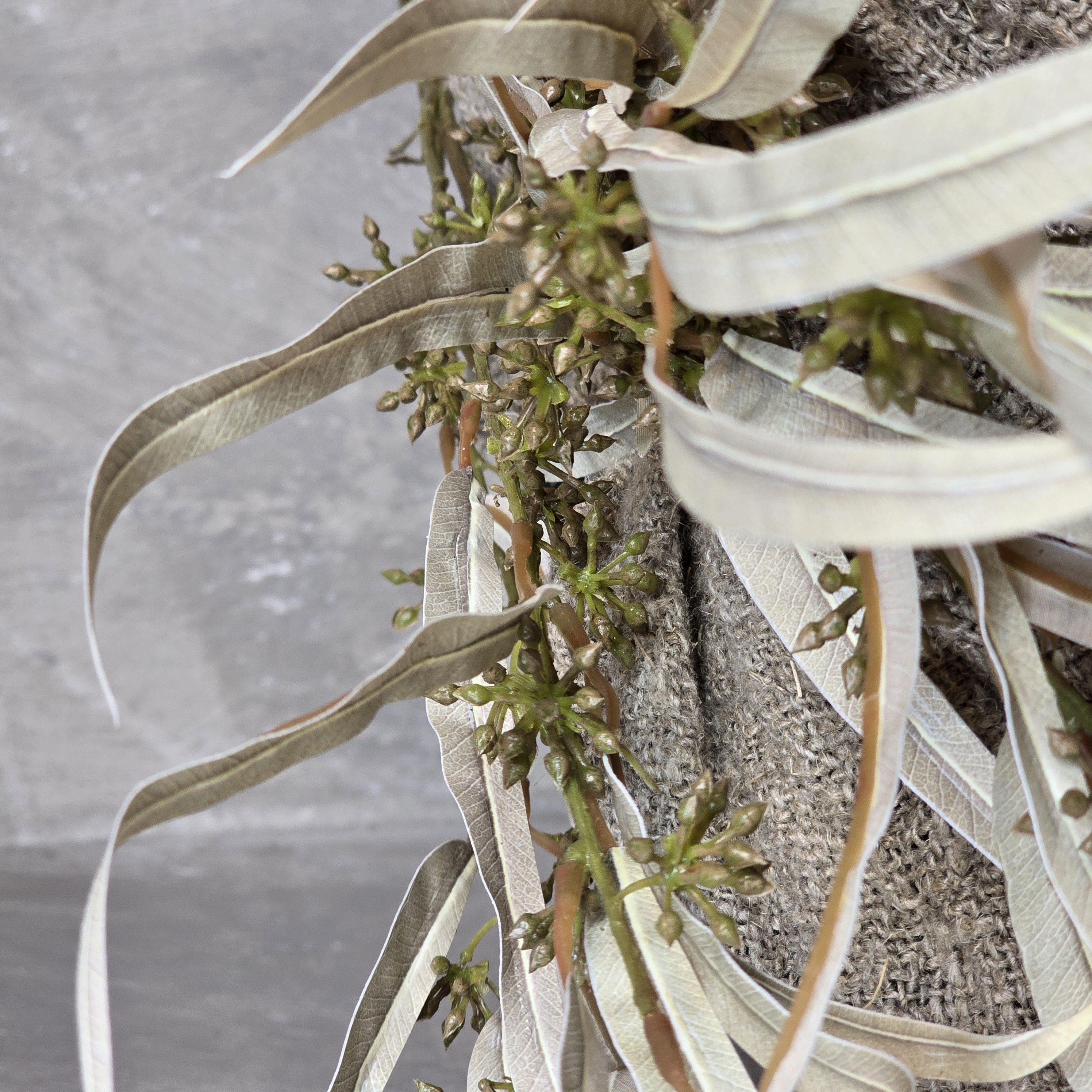Eucalyptus