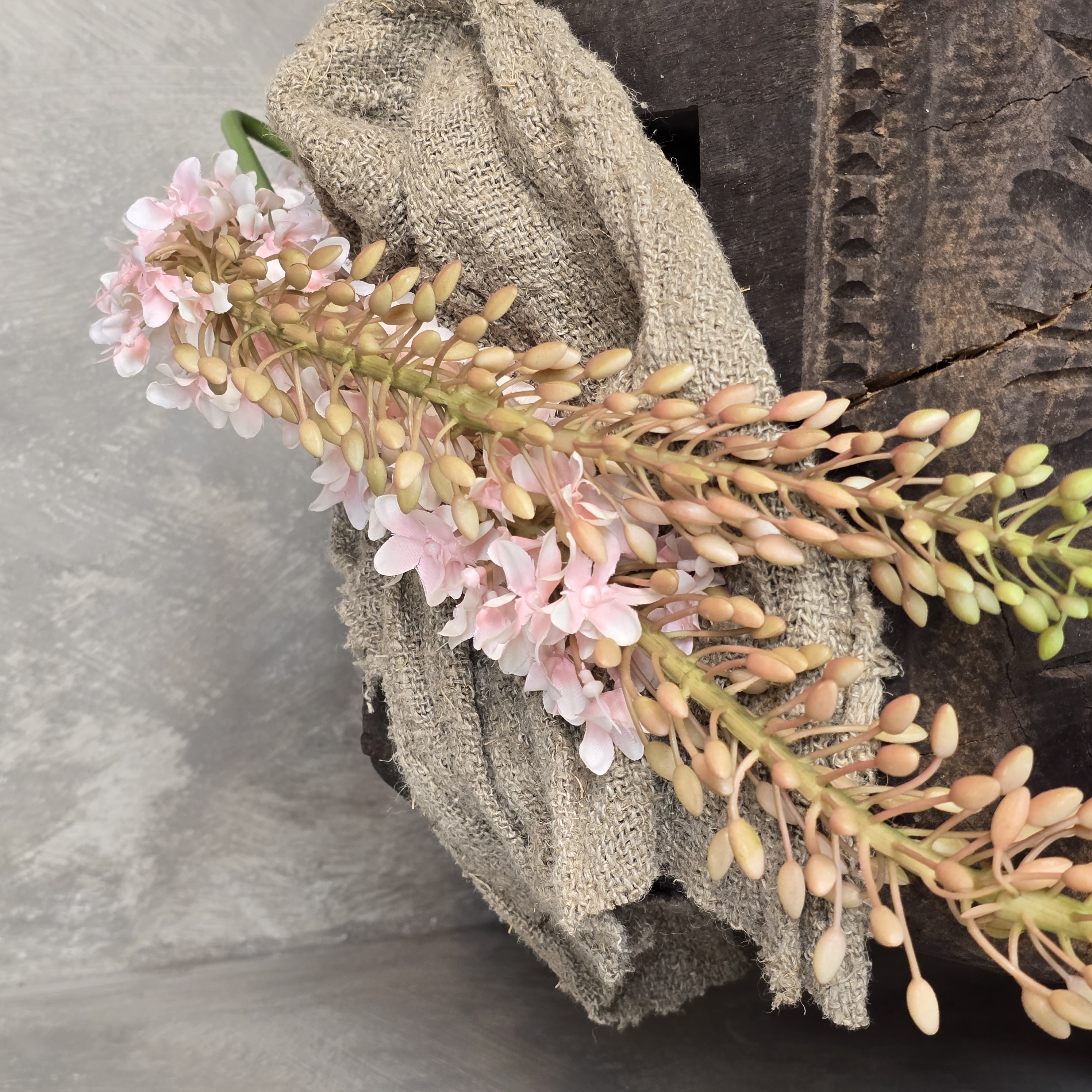 Eremurus Roze