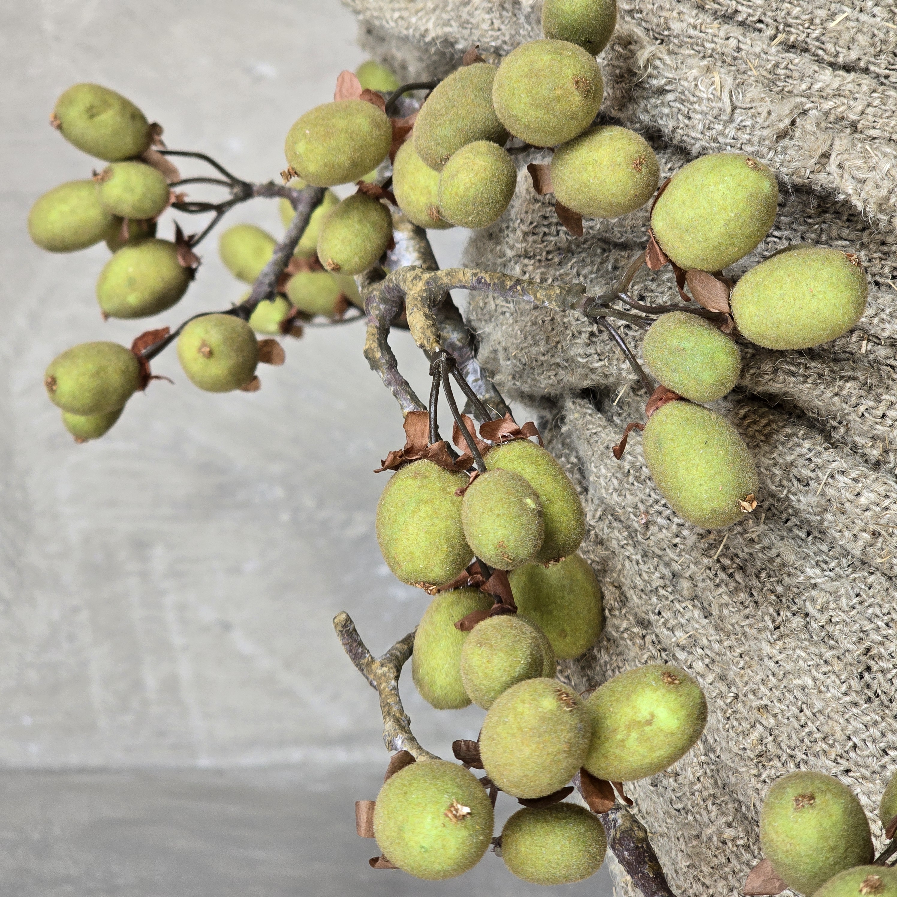 Alnus Grande Green