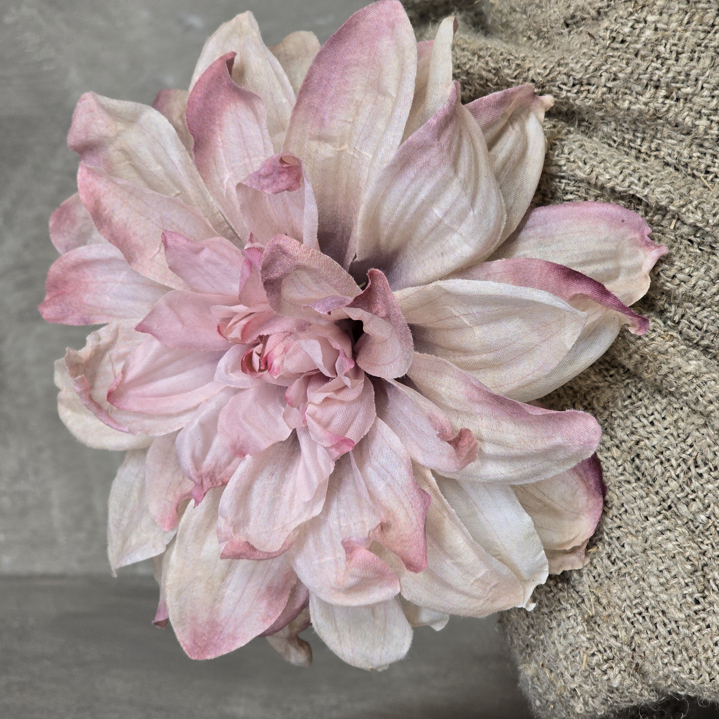 Dahlia