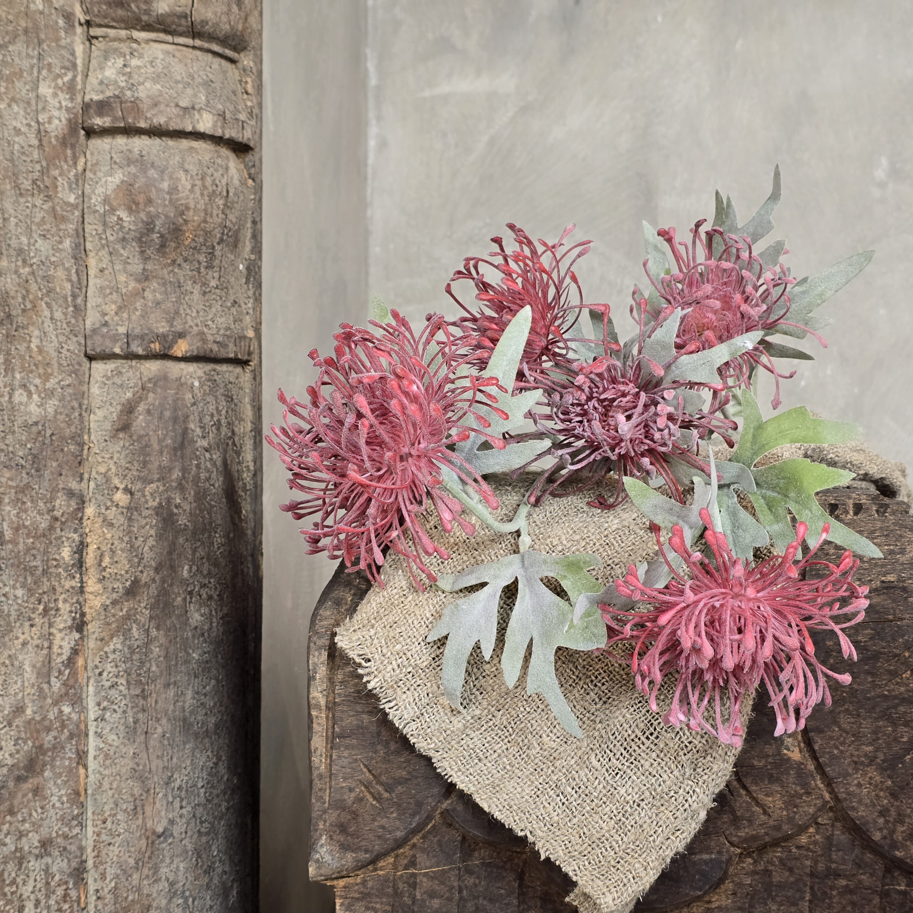 Chrysanthemum dark pink