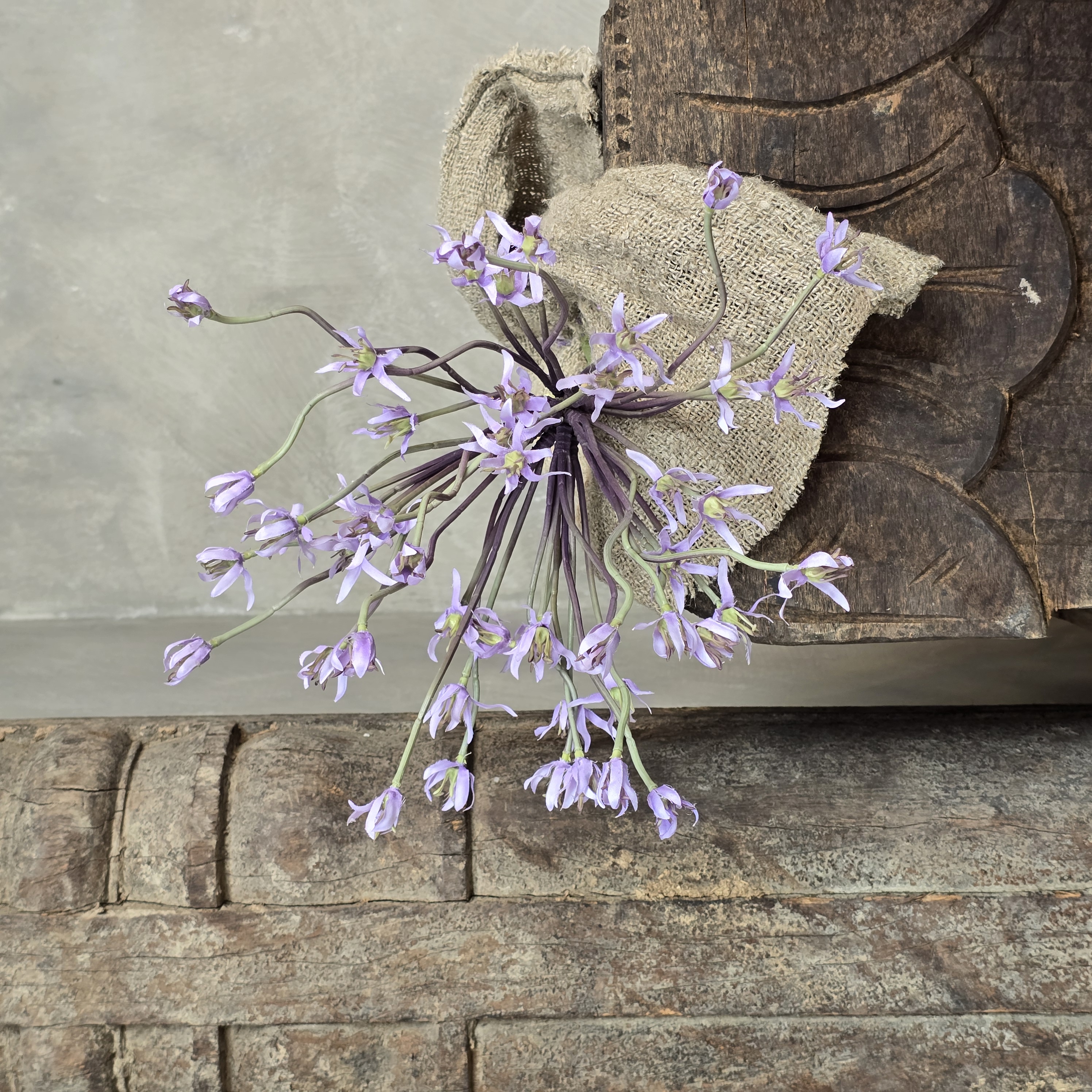 Allium