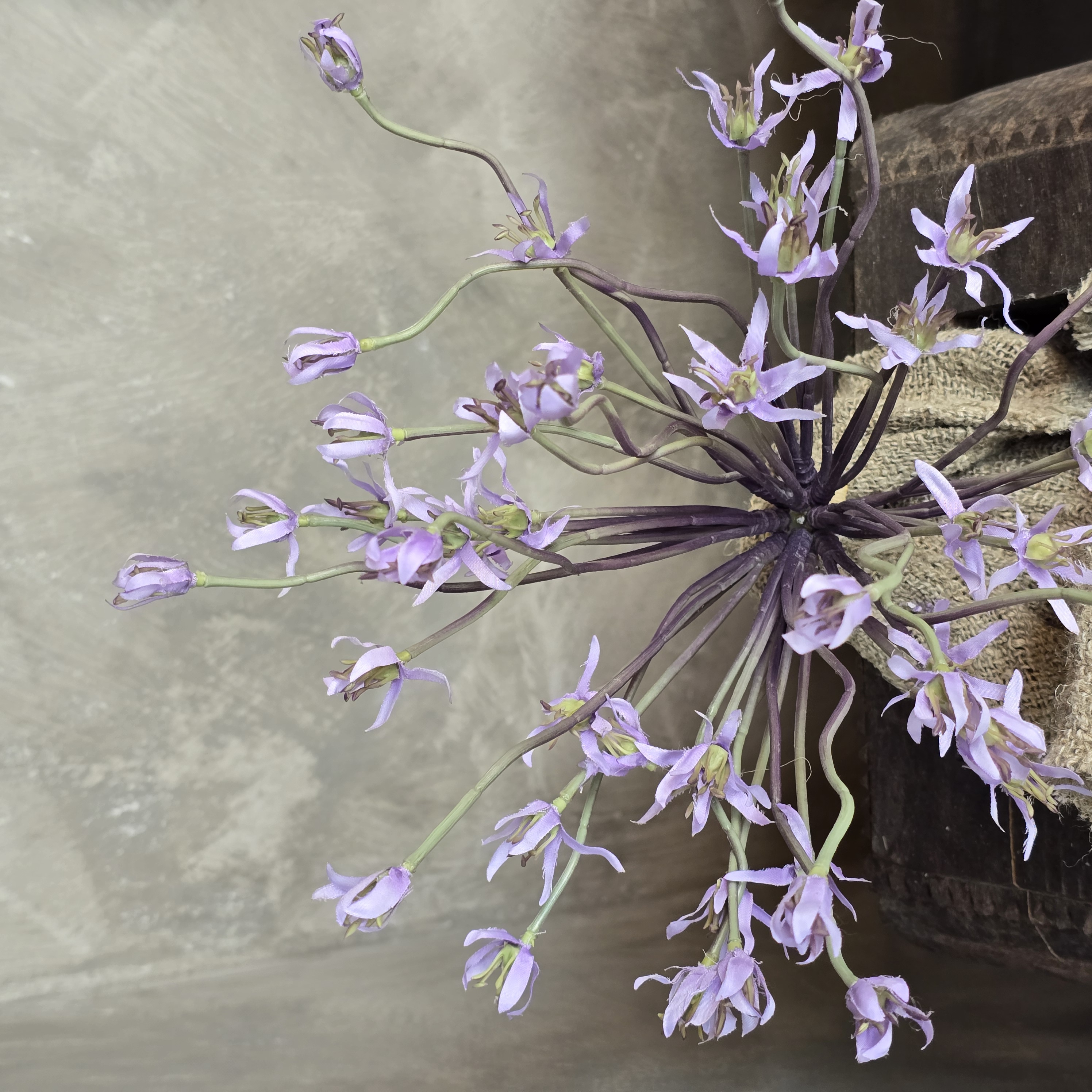 Allium