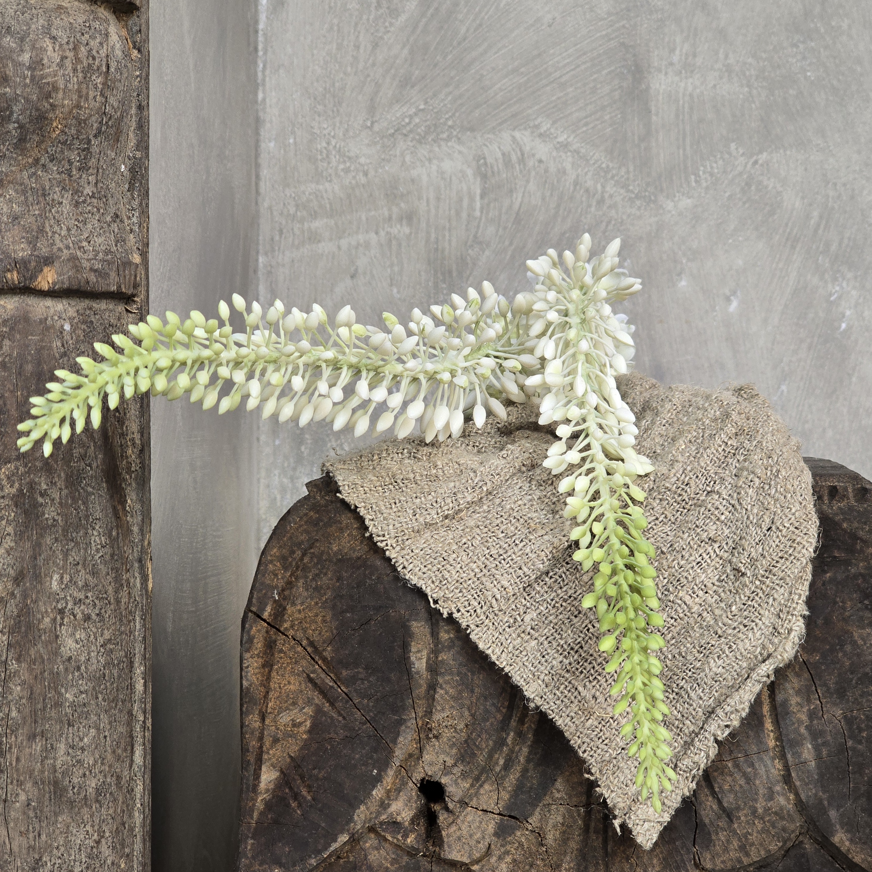 Eremurus Wit