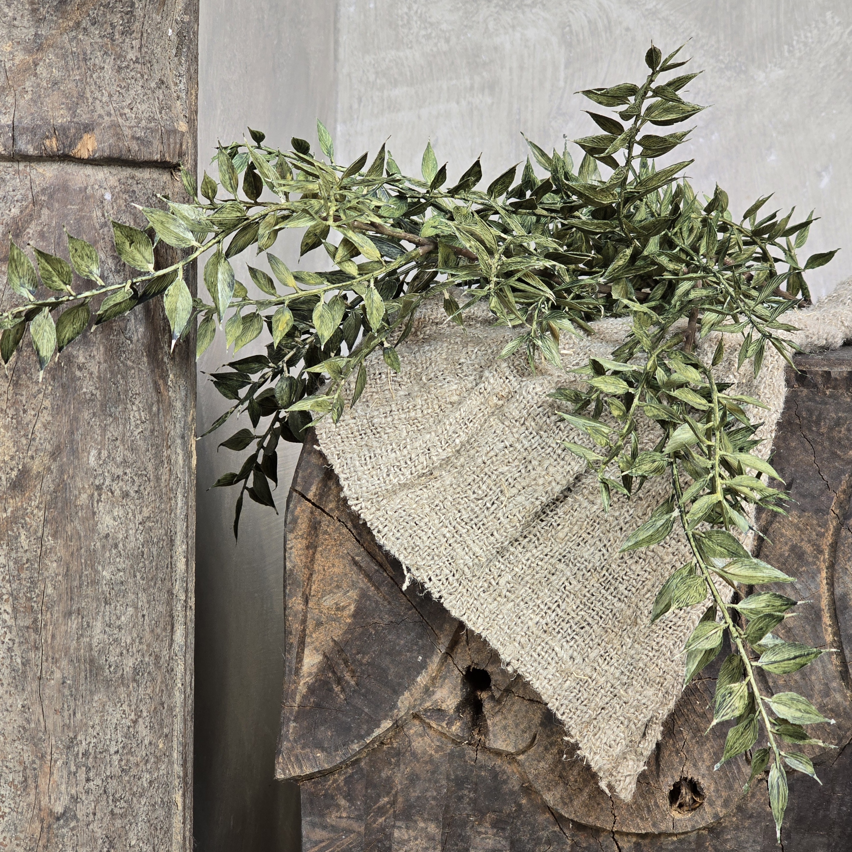 Ruscus bladtak