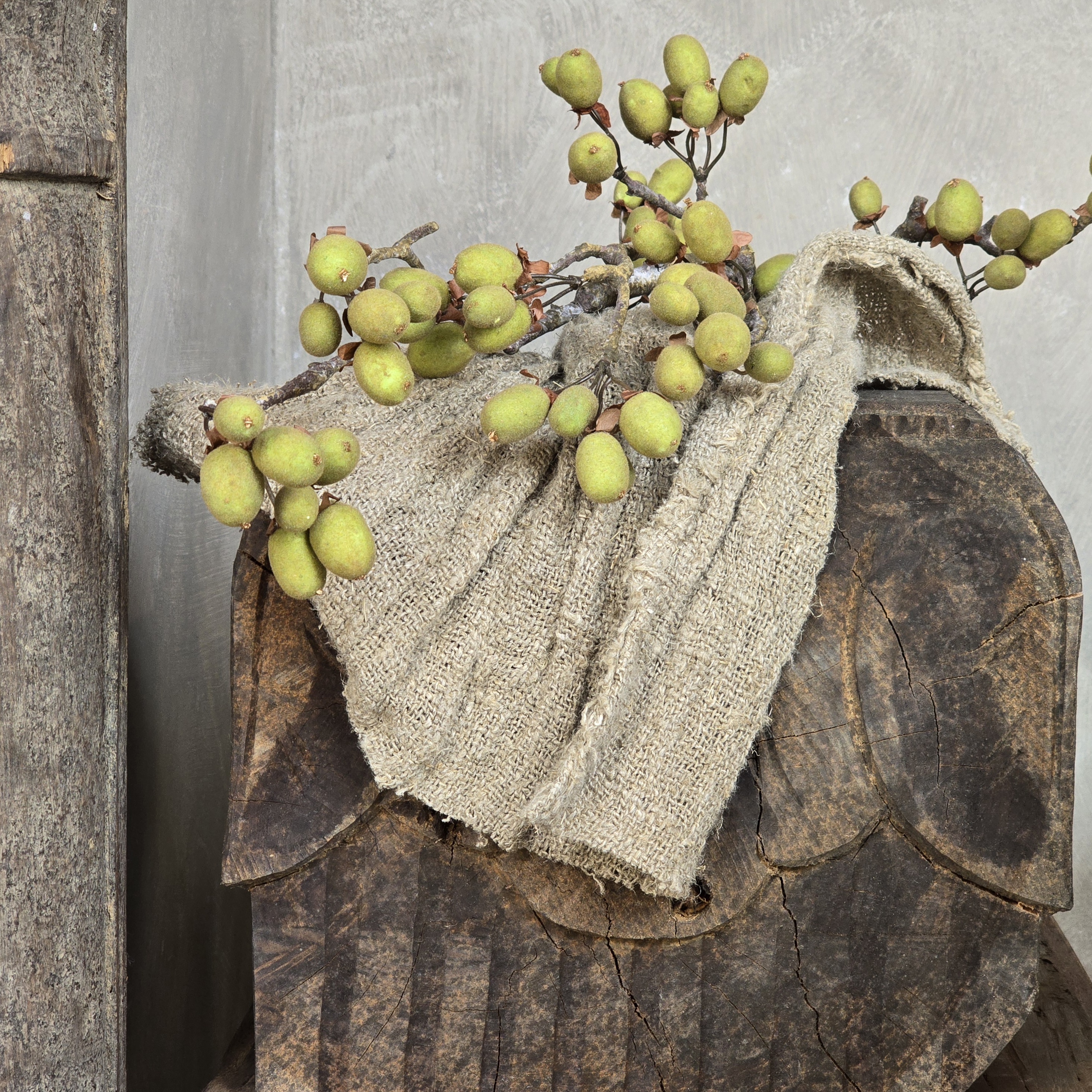 Alnus Grande Green
