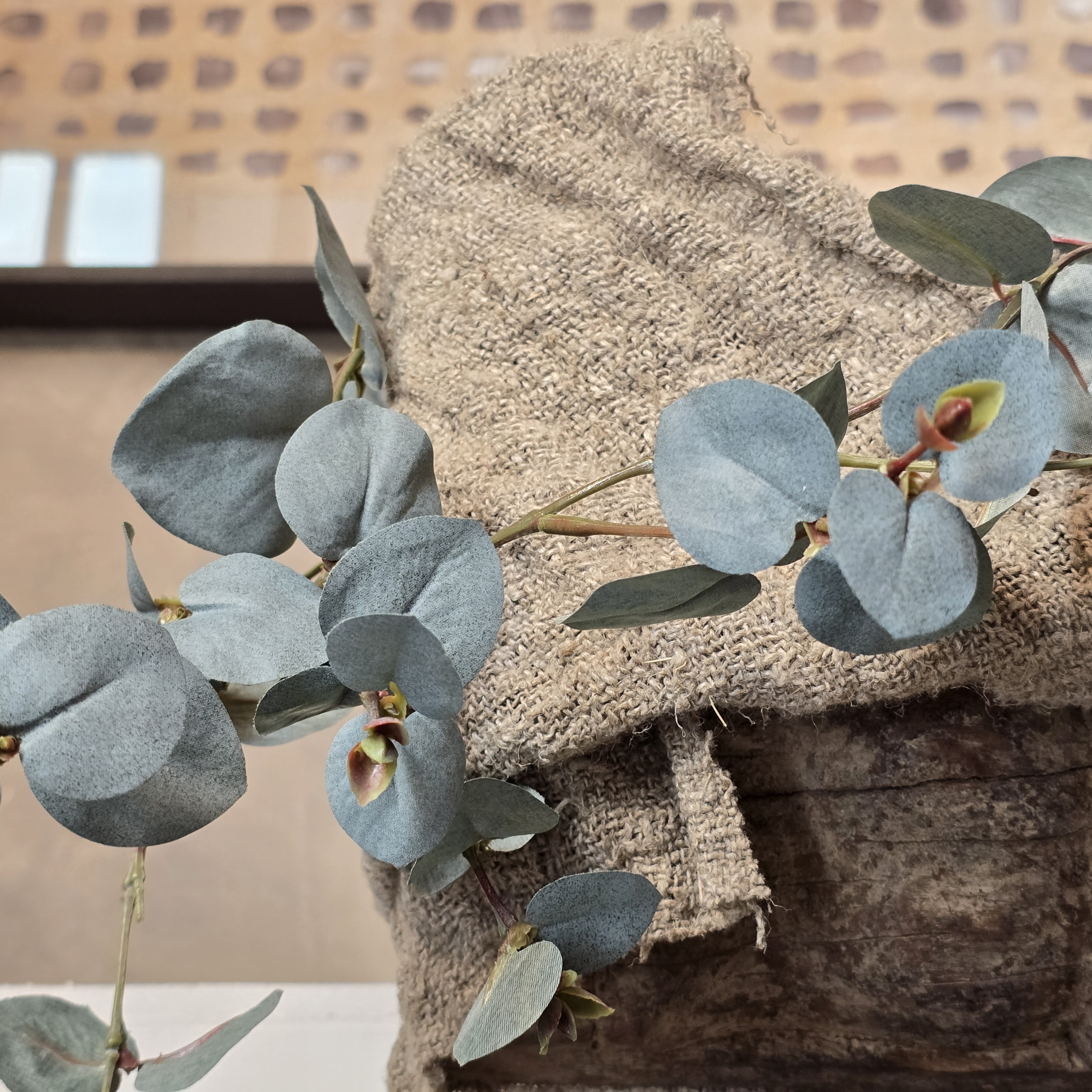 Eucalyptus met bloemknopjes