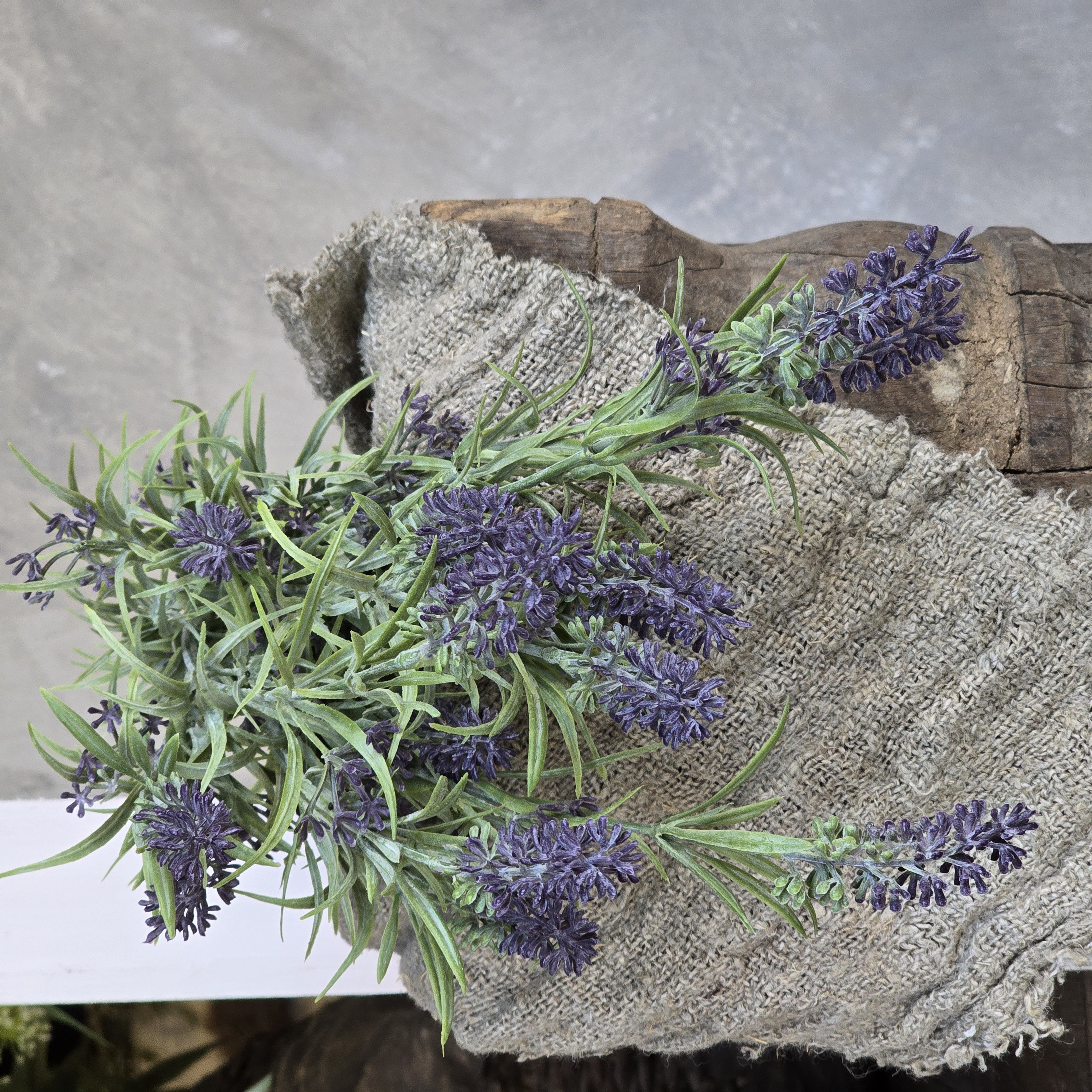 Bosje lavendel