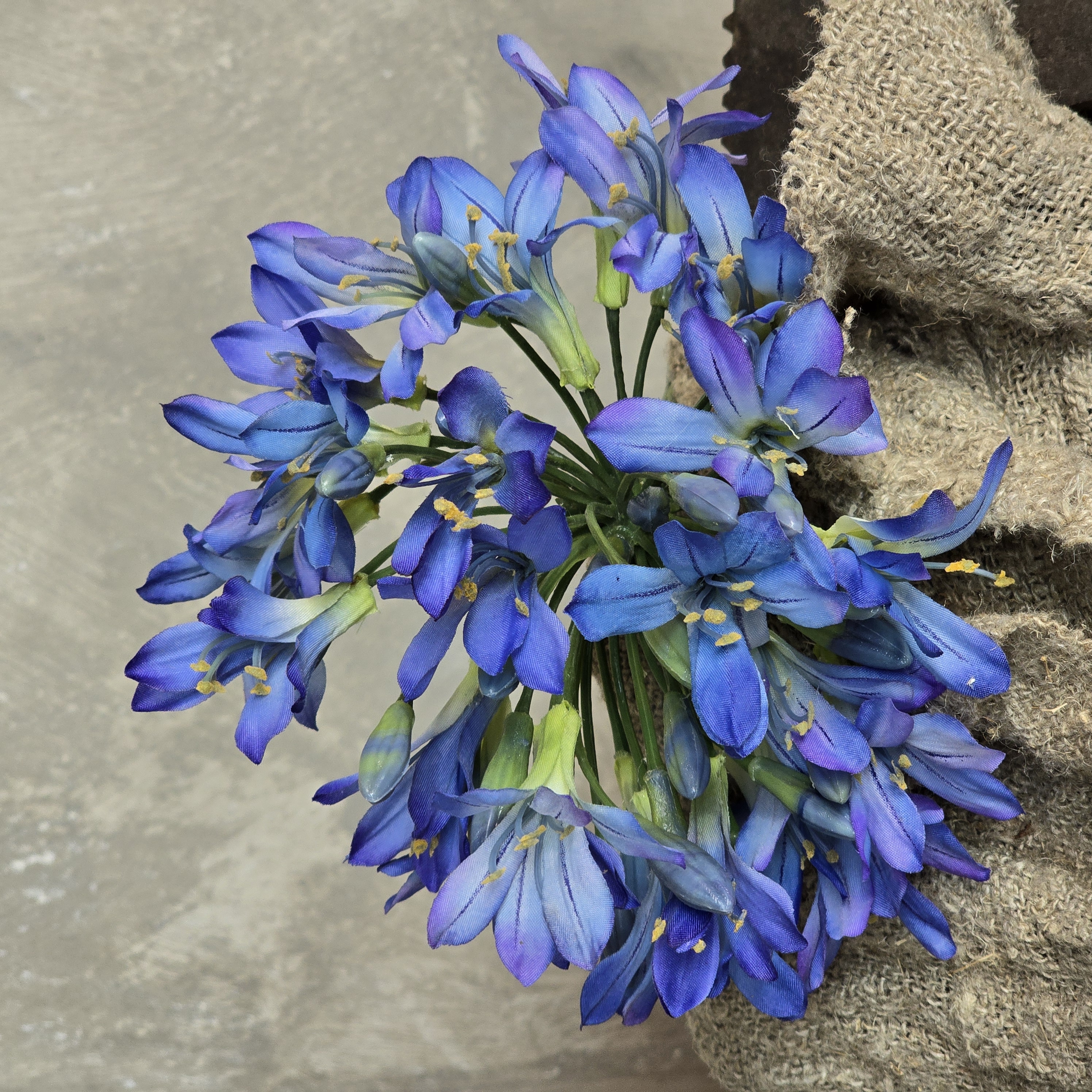 Agapanthus