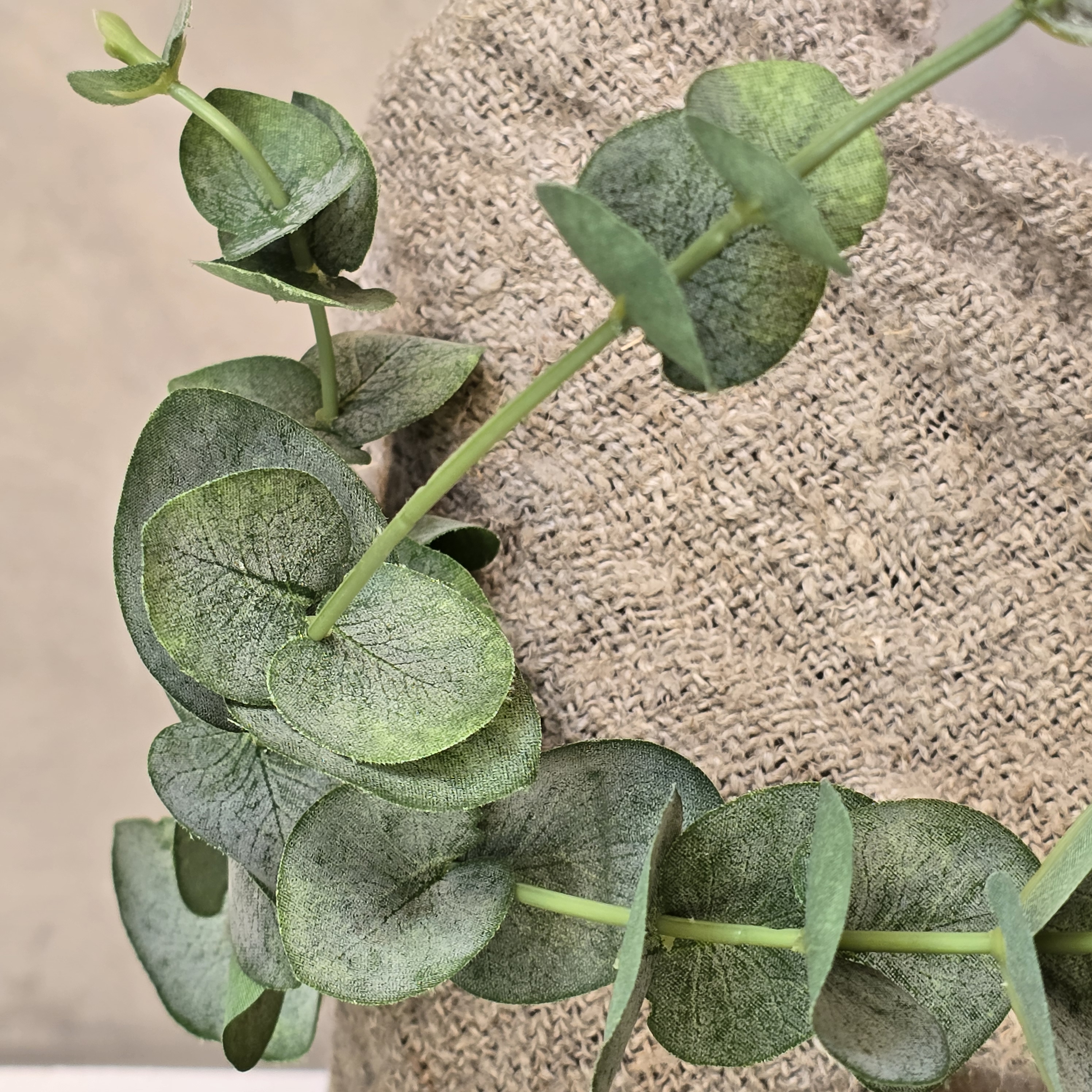 Eucalyptus spray