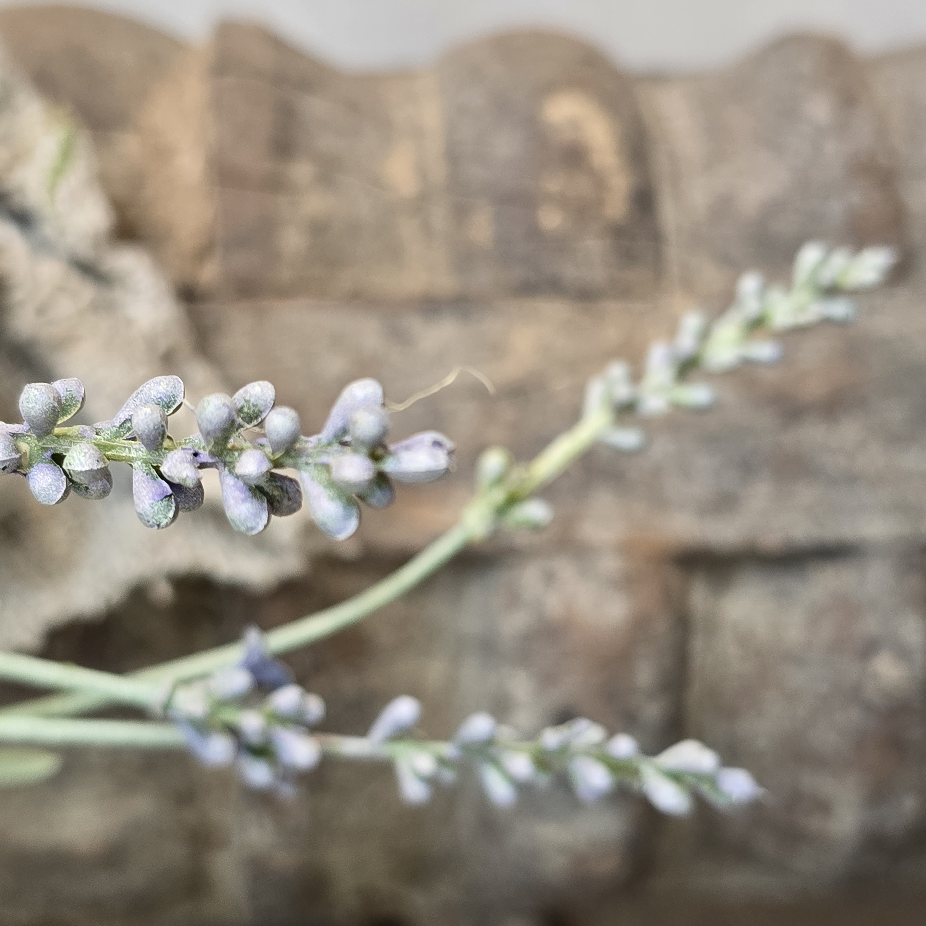 Lavendel spray bleek