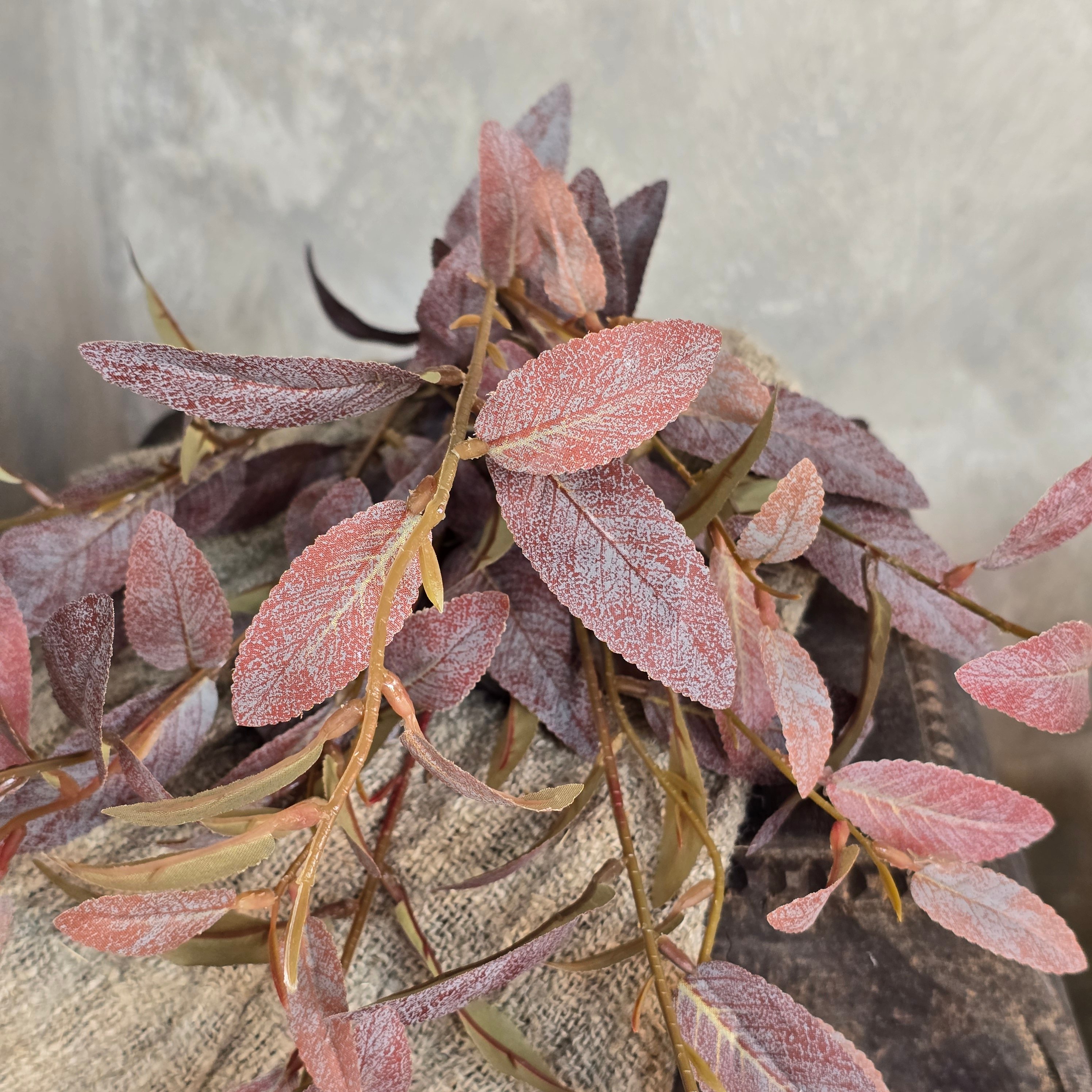 Salix tak