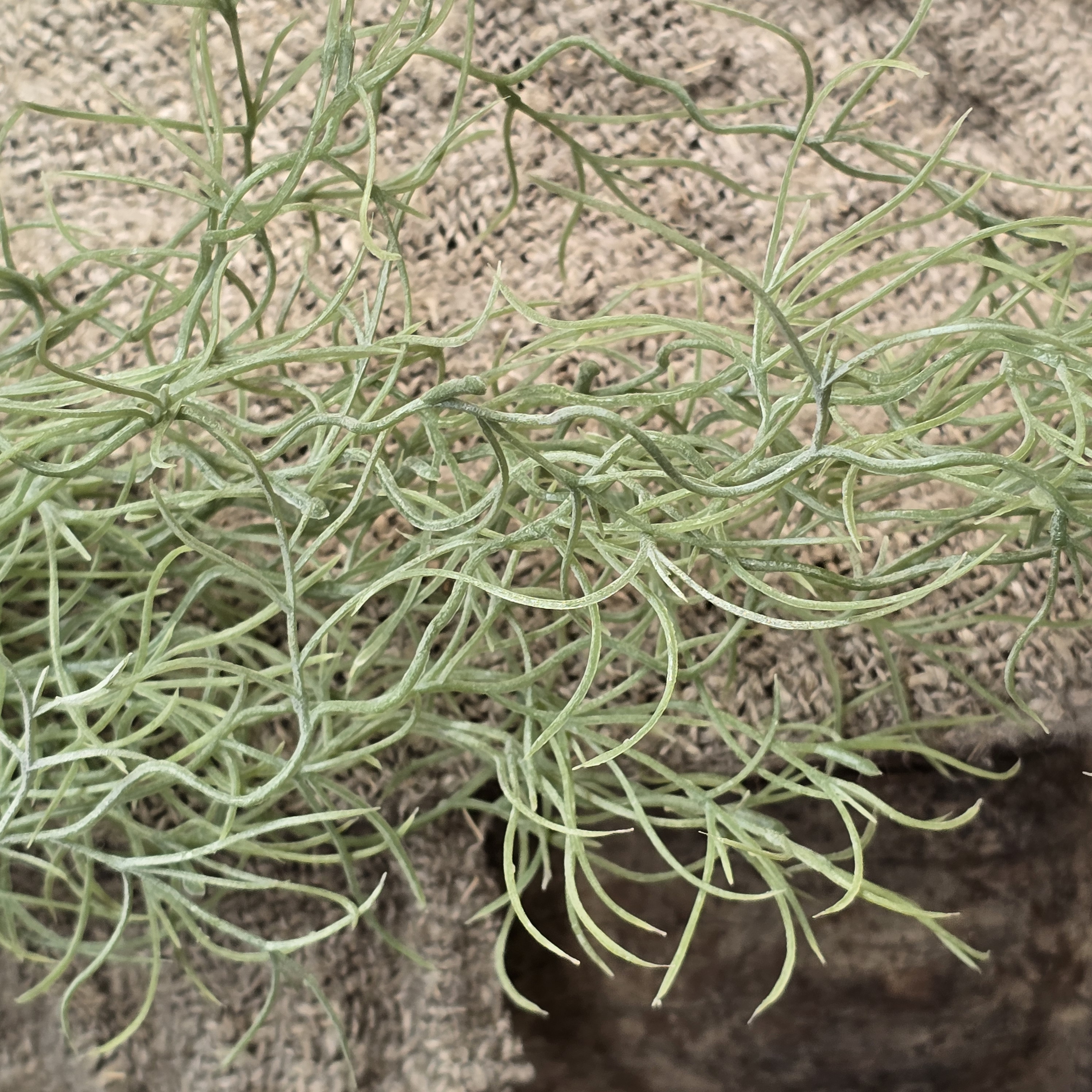 Spanish Moss