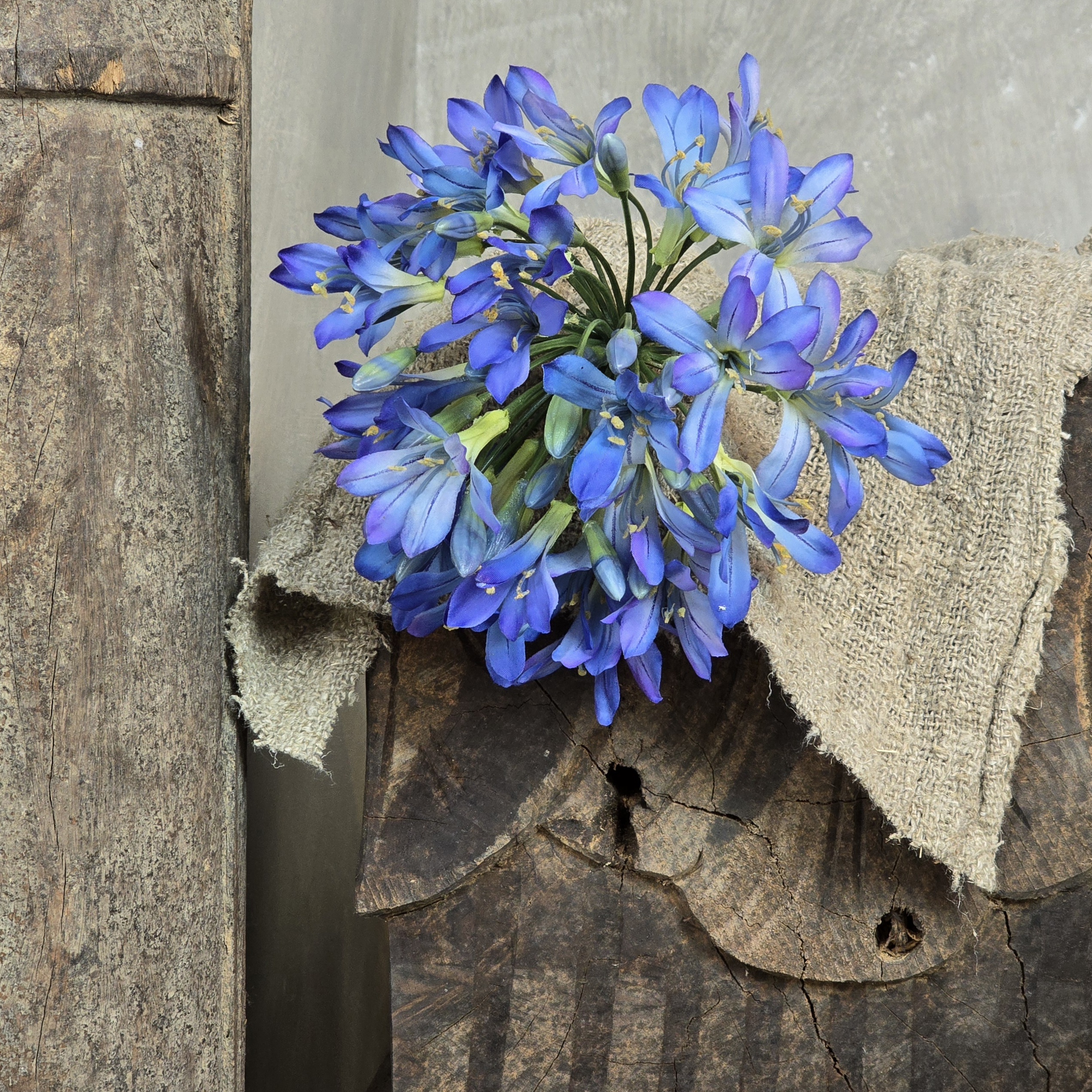 Agapanthus