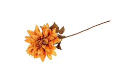Dahlia tak