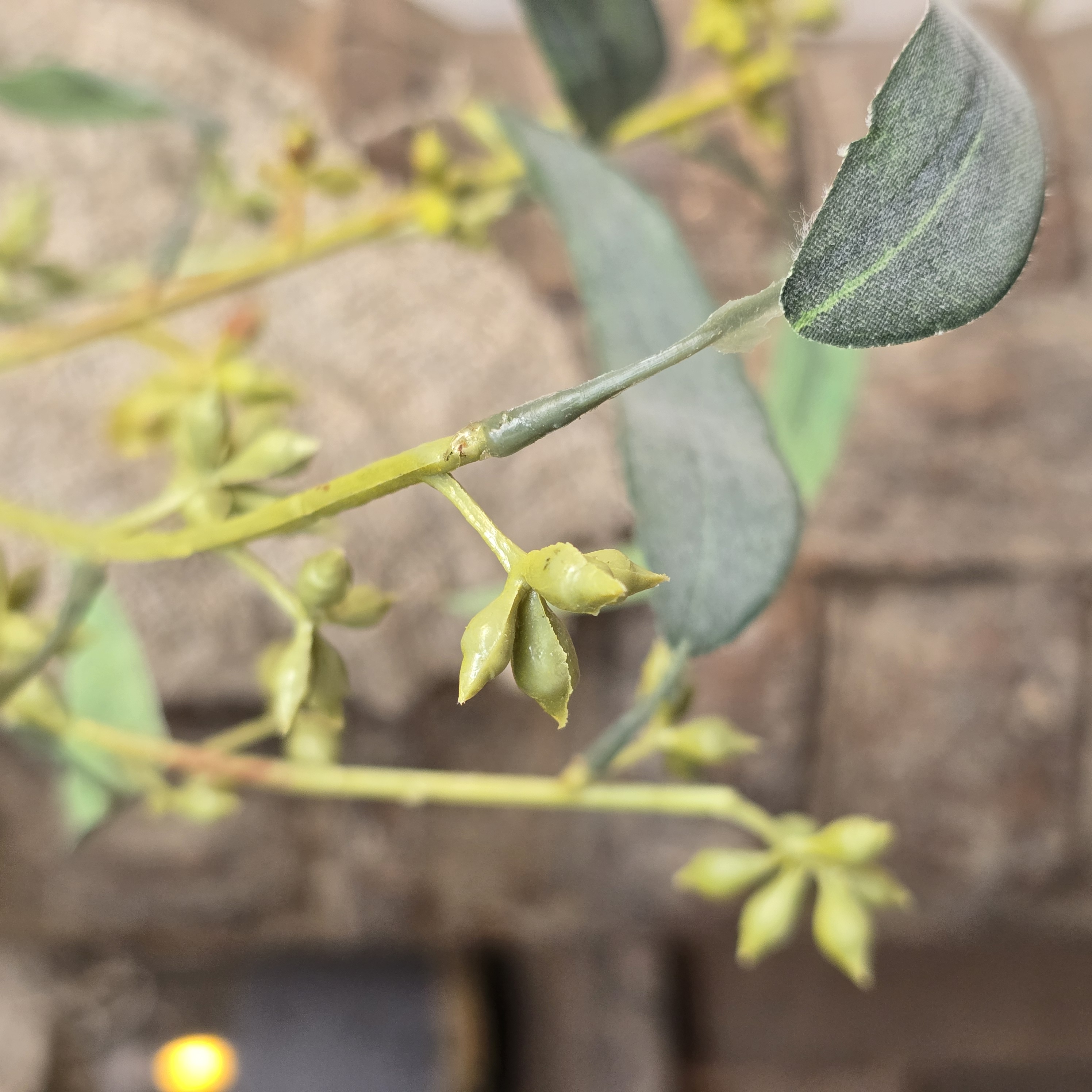 Eucalyptus Seeds Spray