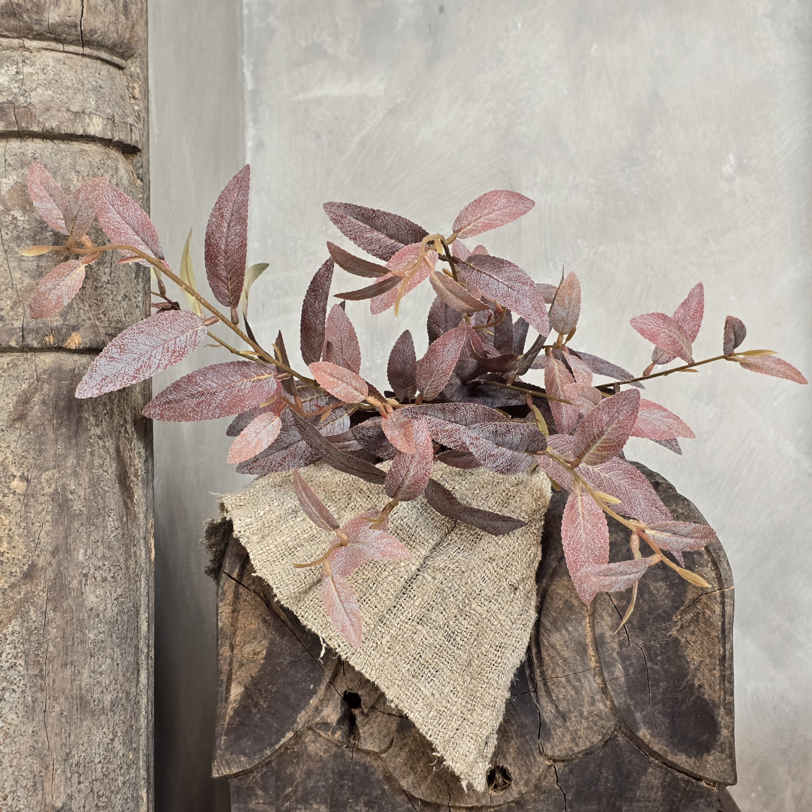 Salix tak