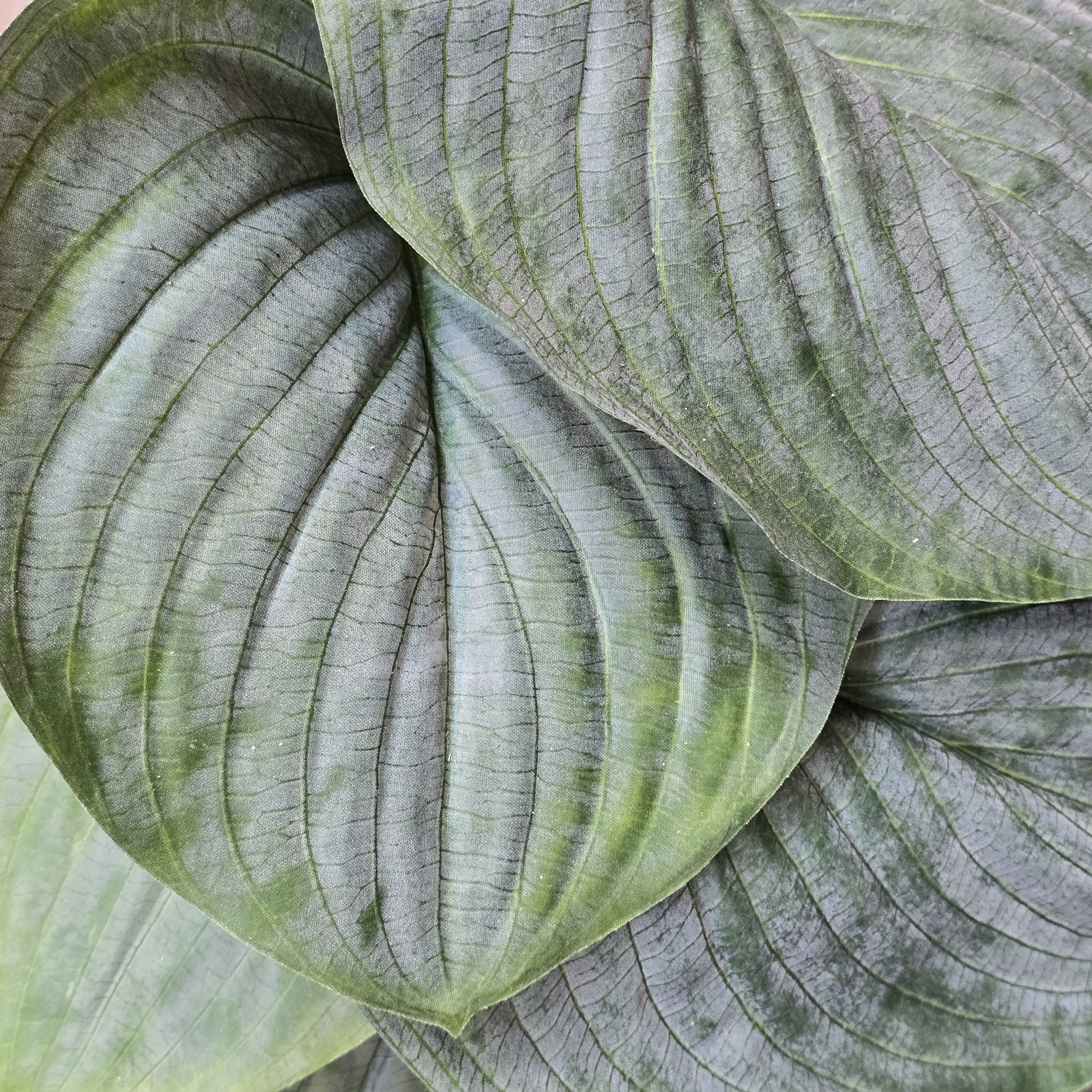 Hosta