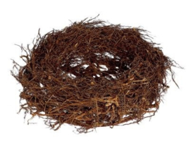 Nestje