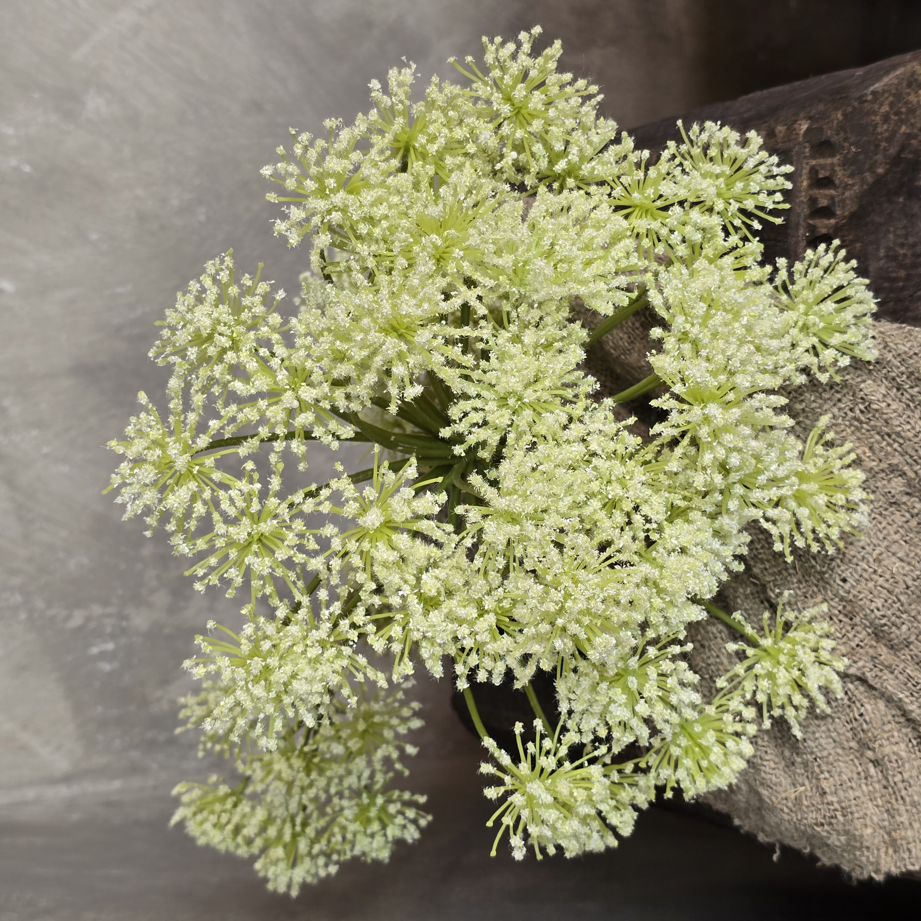 Heracleum