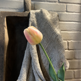 Tulp