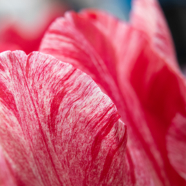 Plexiglas wanddecoratie Tulp roze