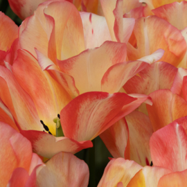 Plexiglas wanddecoratie Tulpen oranje/geel